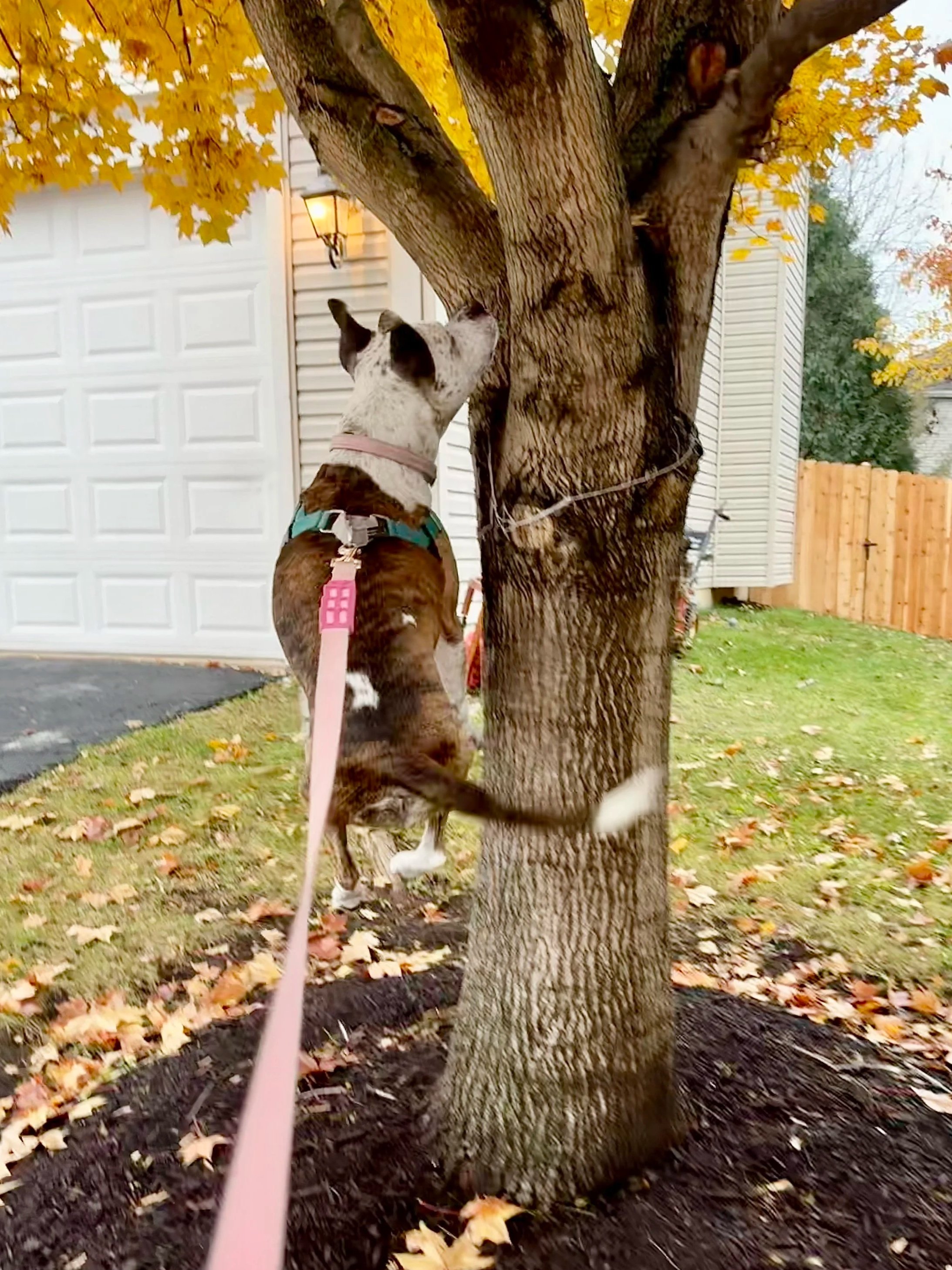 Dog with a pink leash climbing a tree with yellow autumn leaves in its branches, in a suburban yard.
