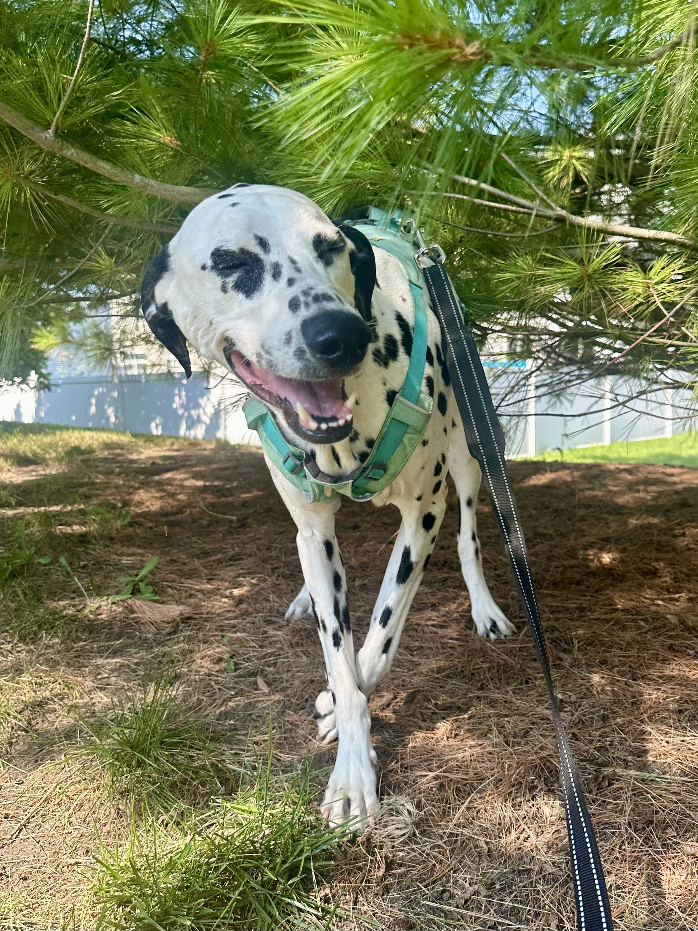 A happy Dalmatian dog on a walk outdoors, under green pine trees, wearing a harness and leash.