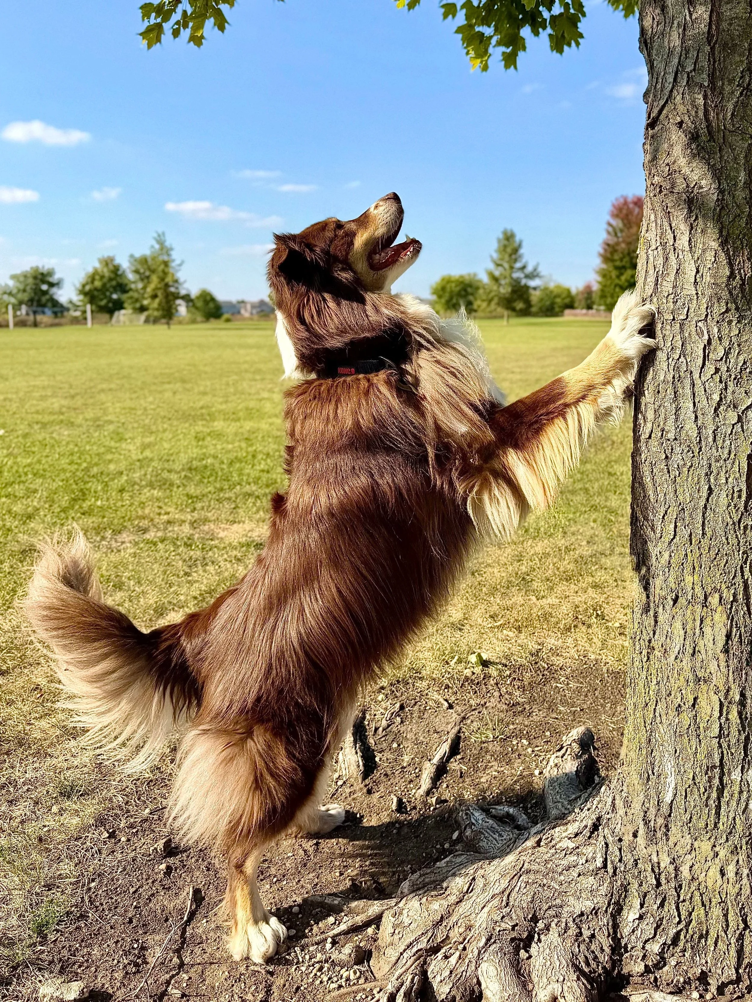 A dog with a thick brown and white coat standing on its hind legs and leaning against a tree with its front paws, looking upward with its mouth open, in a park under a blue sky.