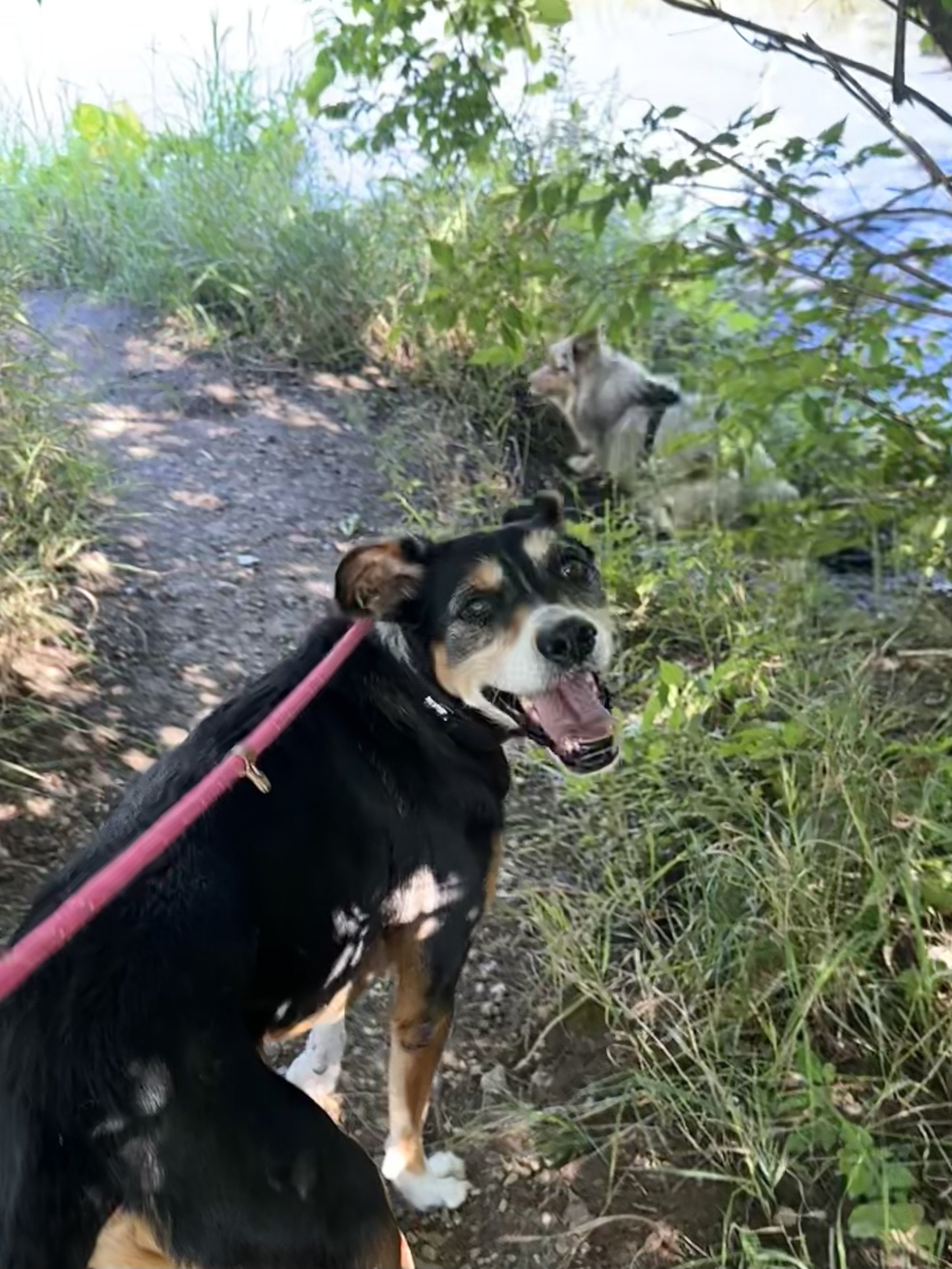 A black and tan dog on a pink leash looking back and smiling on a dirt trail, with two cats hiding in the bushes nearby, surrounded by greenery.