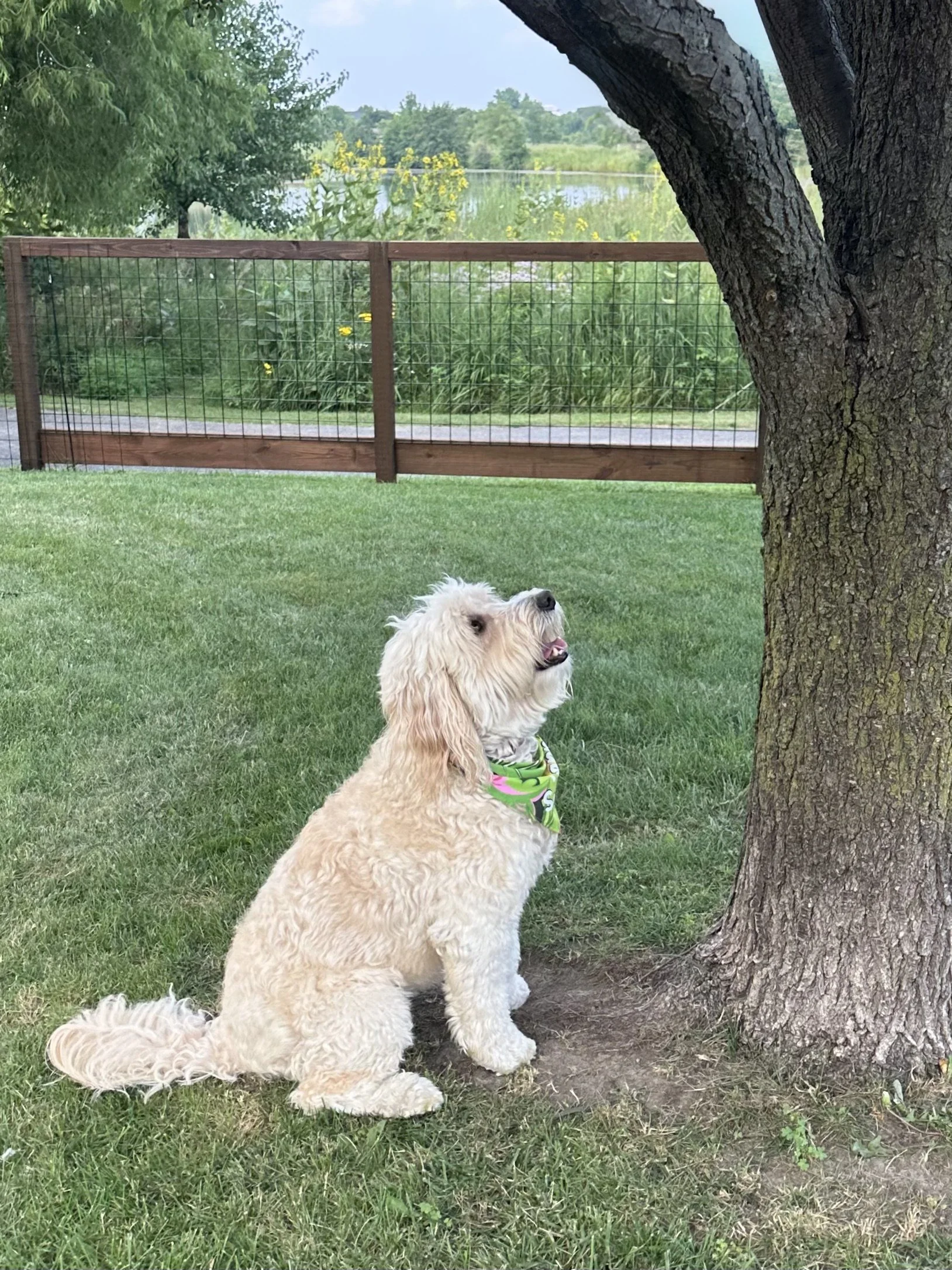 A fluffy cream-colored dog sitting under a tree on a green lawn, looking upward, with a lake and wooden fence in the background.