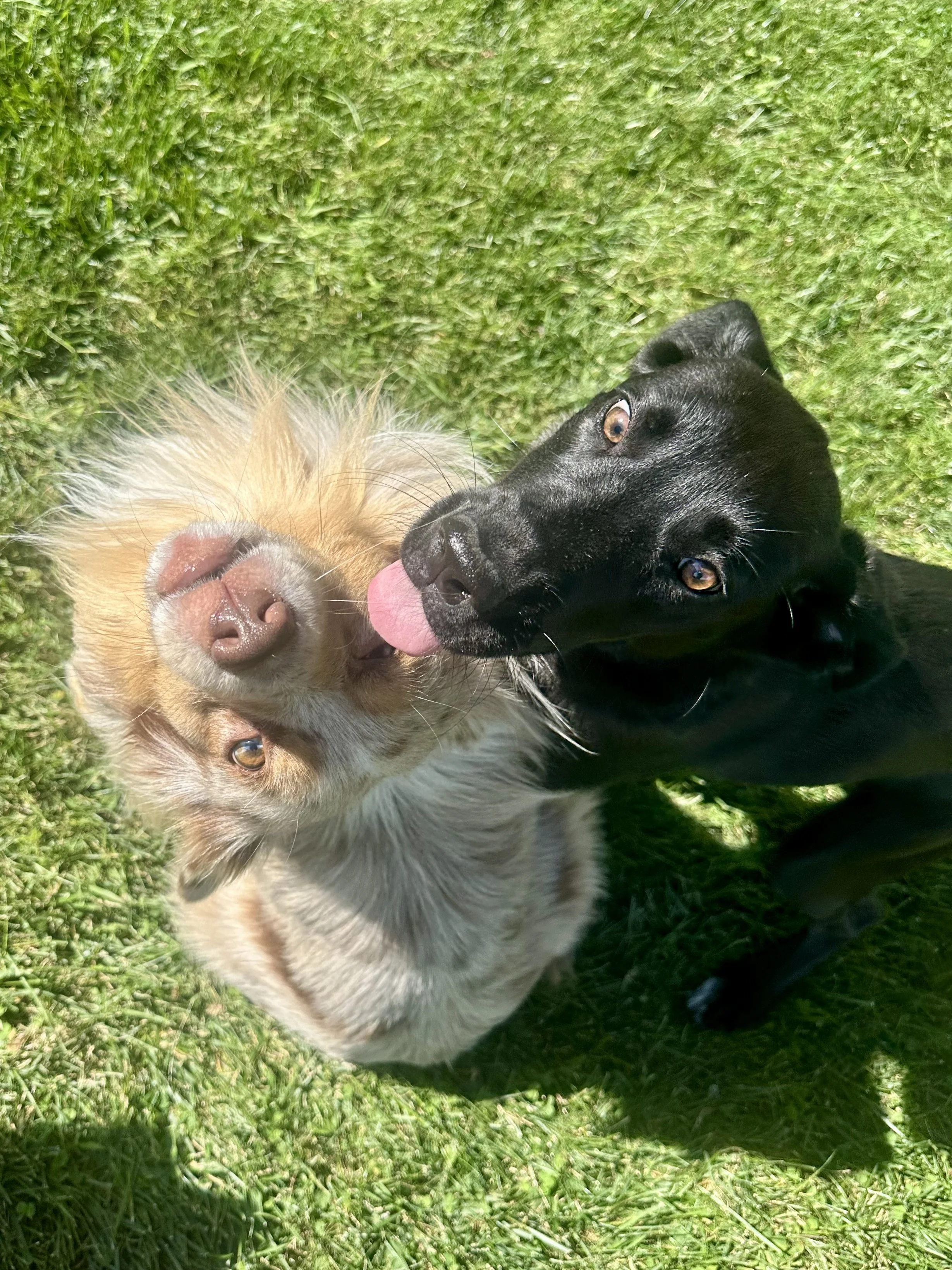 Two dogs, one with light brown and white fur and the other with black fur, are playing on green grass. The black dog is licking the face of the light brown and white dog.