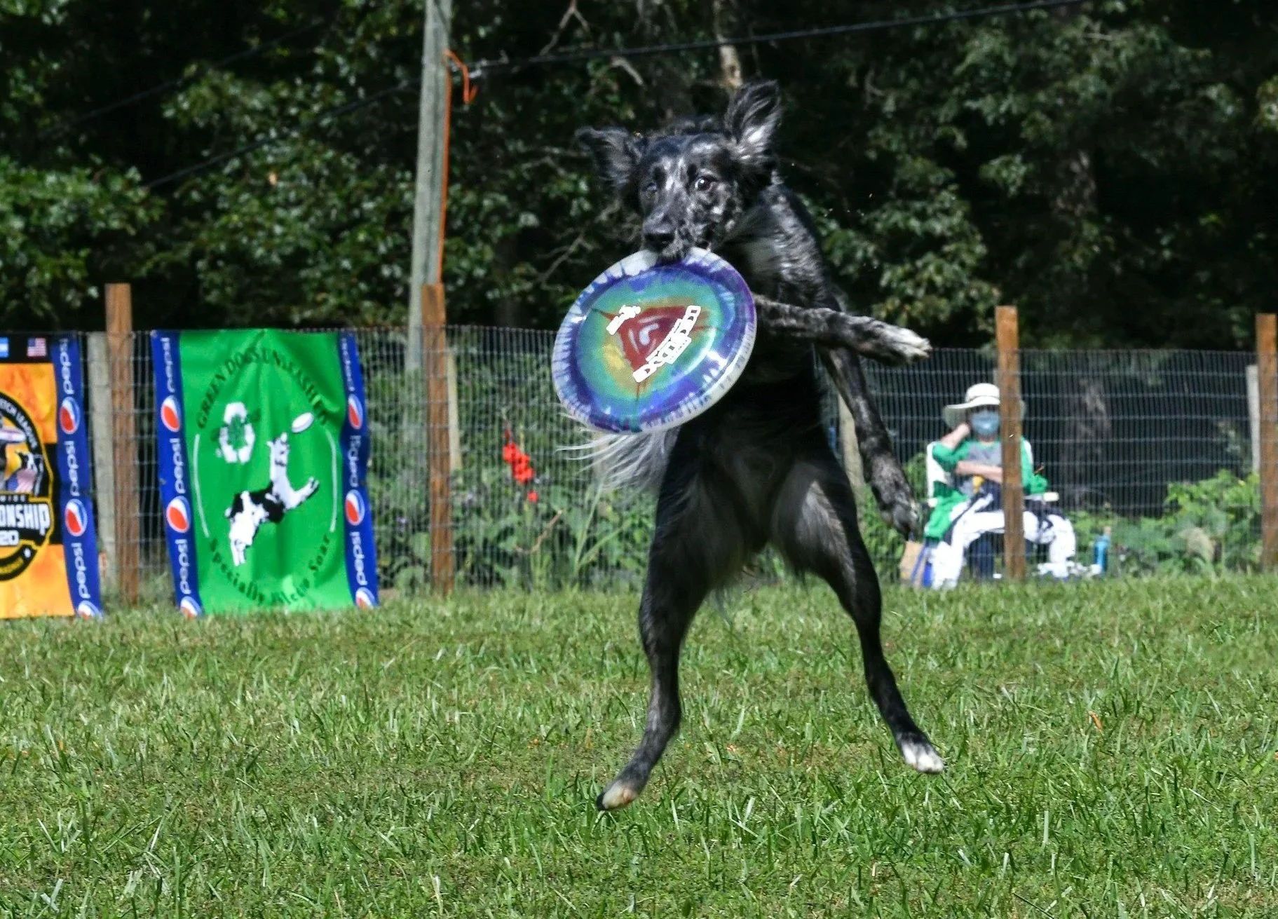 A black dog with a speckled face jumping in the air and catching a frisbee in its mouth on a grassy field, with a fence and trees in the background.