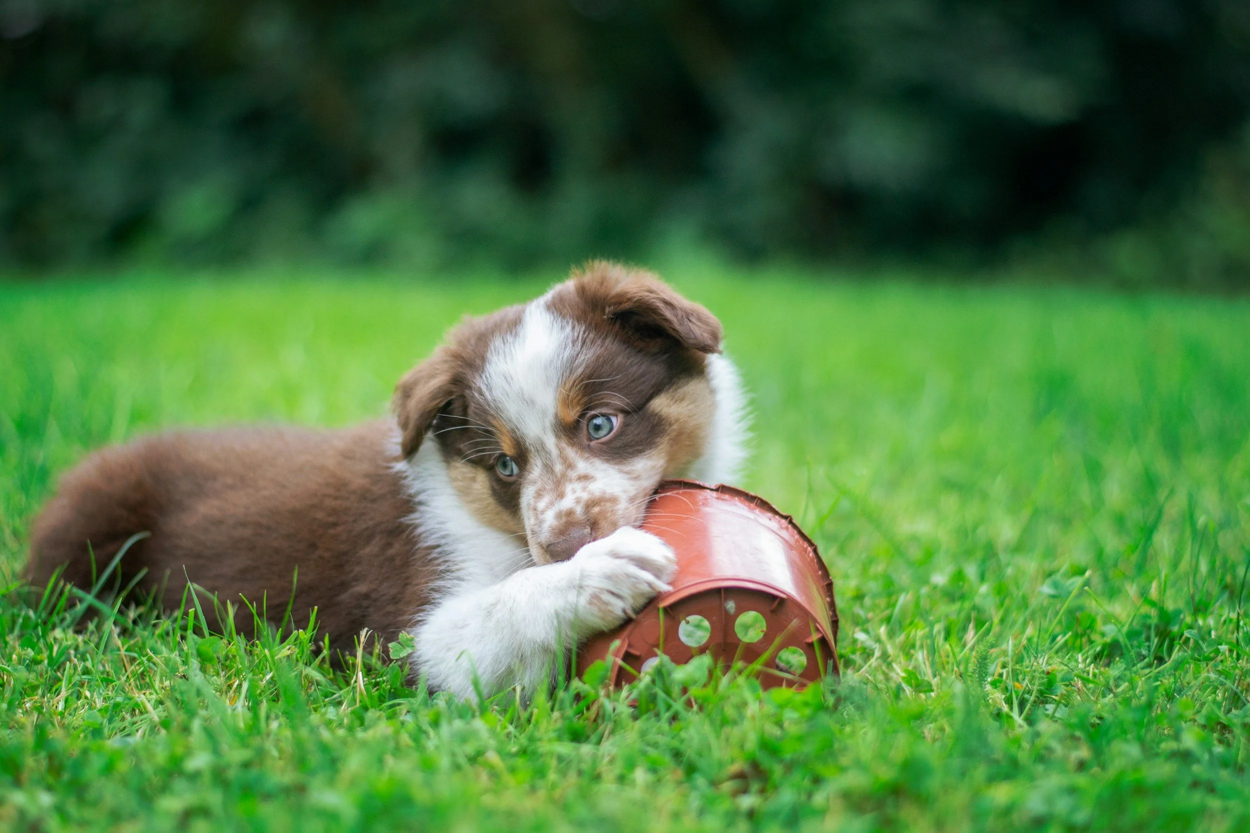 A brown and white puppy with blue eyes playing with an orange plastic toy on green grass.
