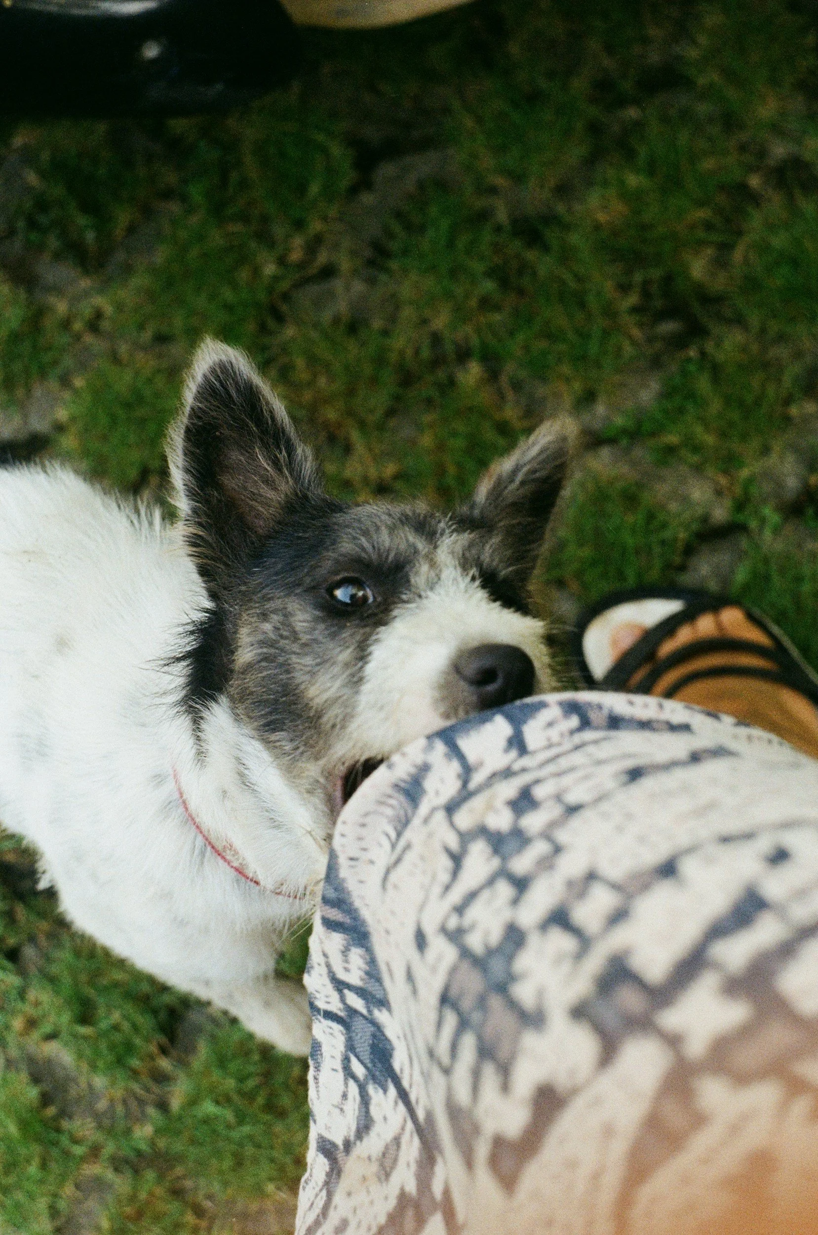A young dog biting a person's pant leg outdoors on grass.