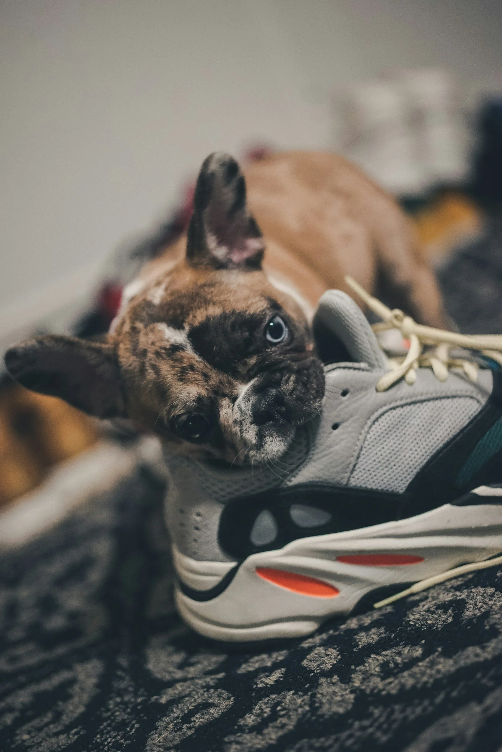 A puppy lying on a gray athletic shoe on a patterned carpet.