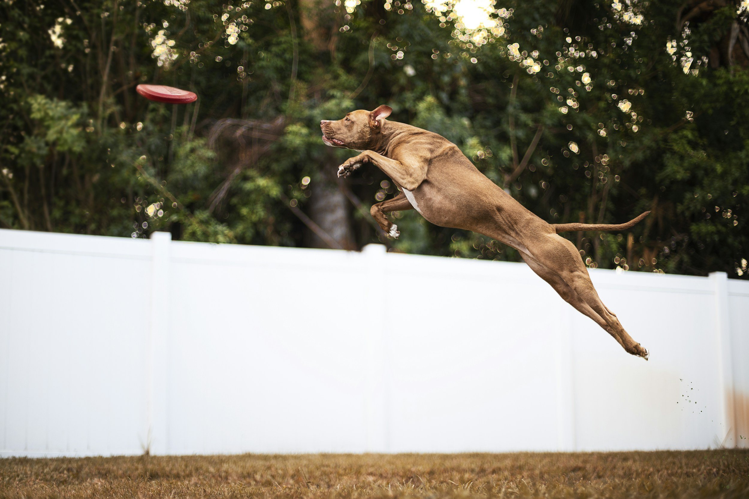 Brown dog mid-air catching a red frisbee in a backyard with a white fence and trees in the background.