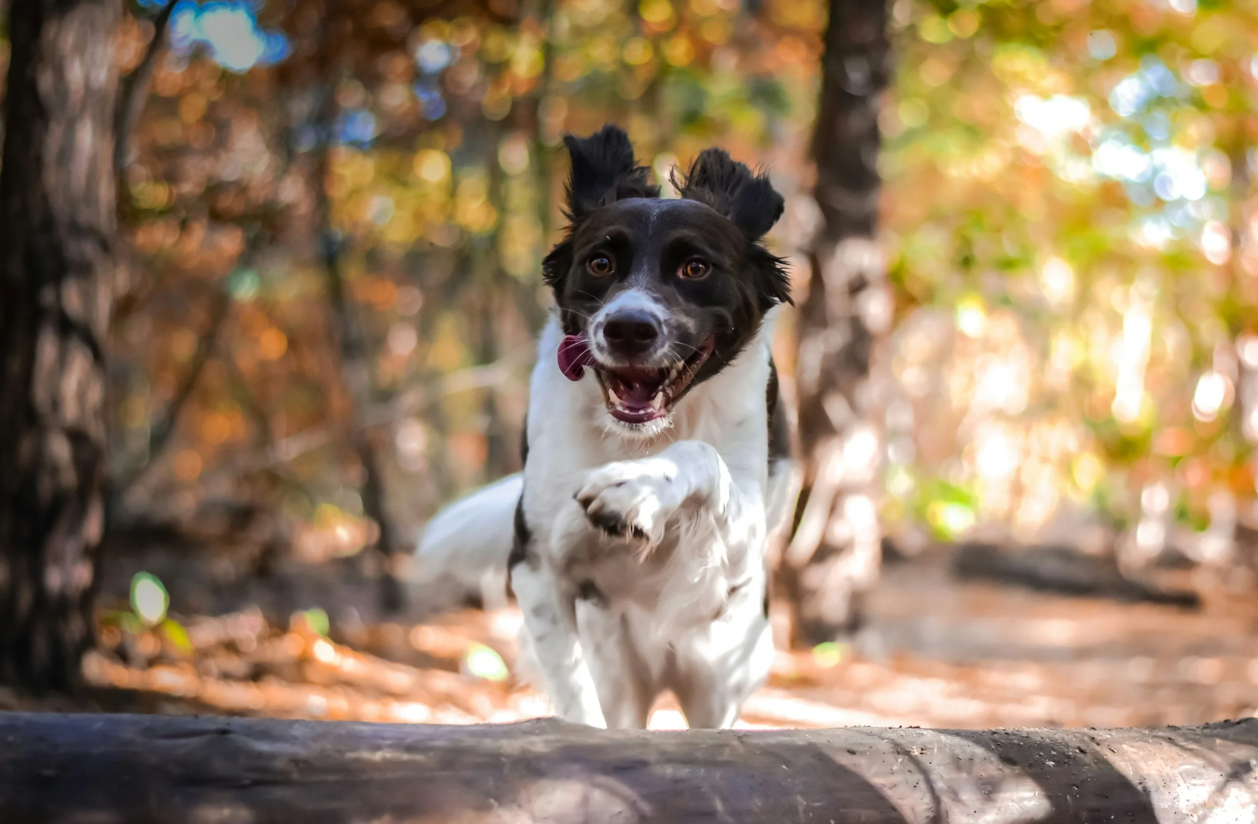 A black and white dog running on a trail in a forest with autumn leaves, happy expression, tongue out, with trees and blurred leaves in the background.