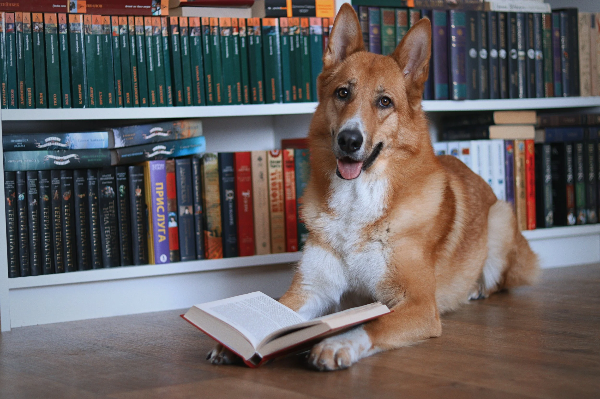 A dog lying on a wooden floor with an open book in front of it, in front of a bookshelf filled with colorful books.