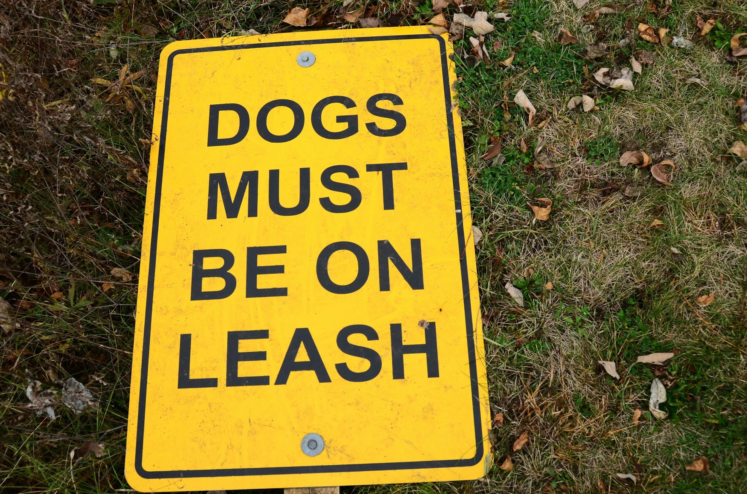 Yellow caution sign stating 'Dogs Must Be On Leash' on grassy ground with fallen leaves.