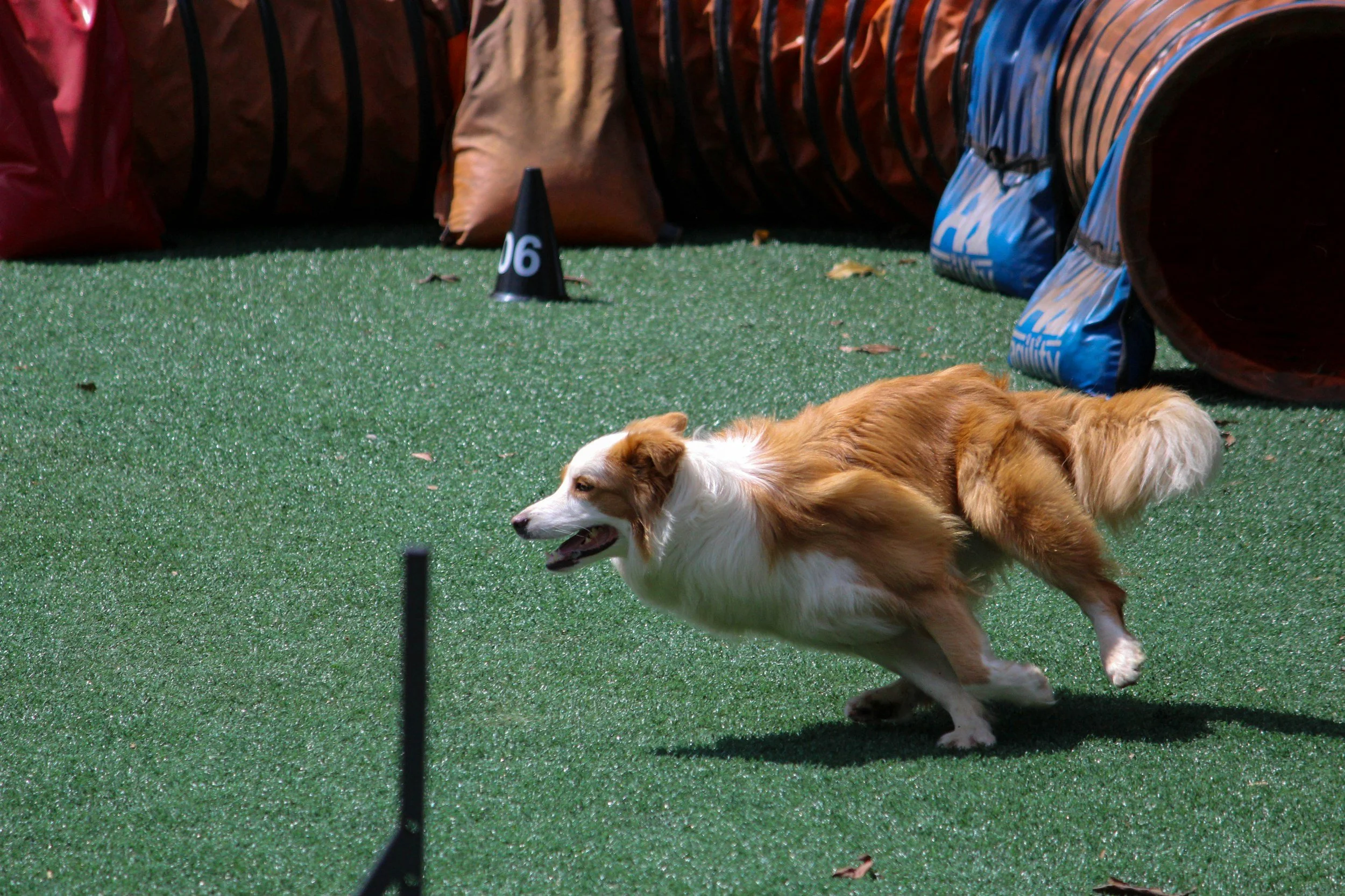 A dog running on a green turf during an outdoor agility competition, with cones and tunnels in the background.