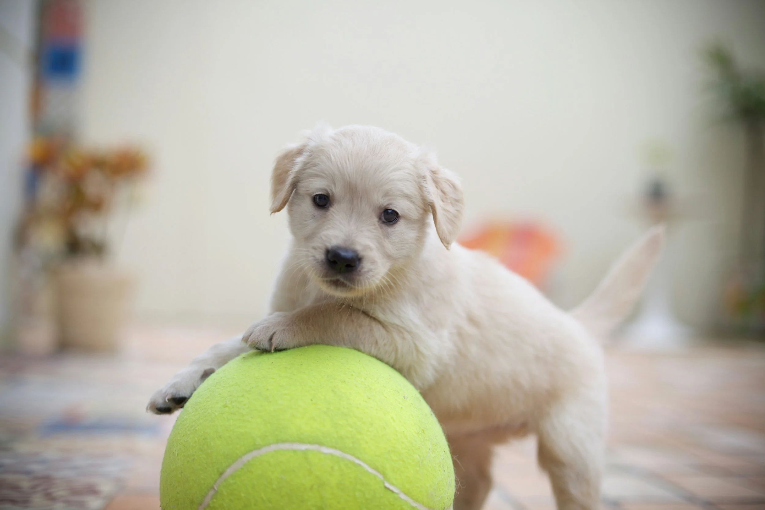 Cute white puppy with floppy ears playing with a large bright green tennis ball indoors.