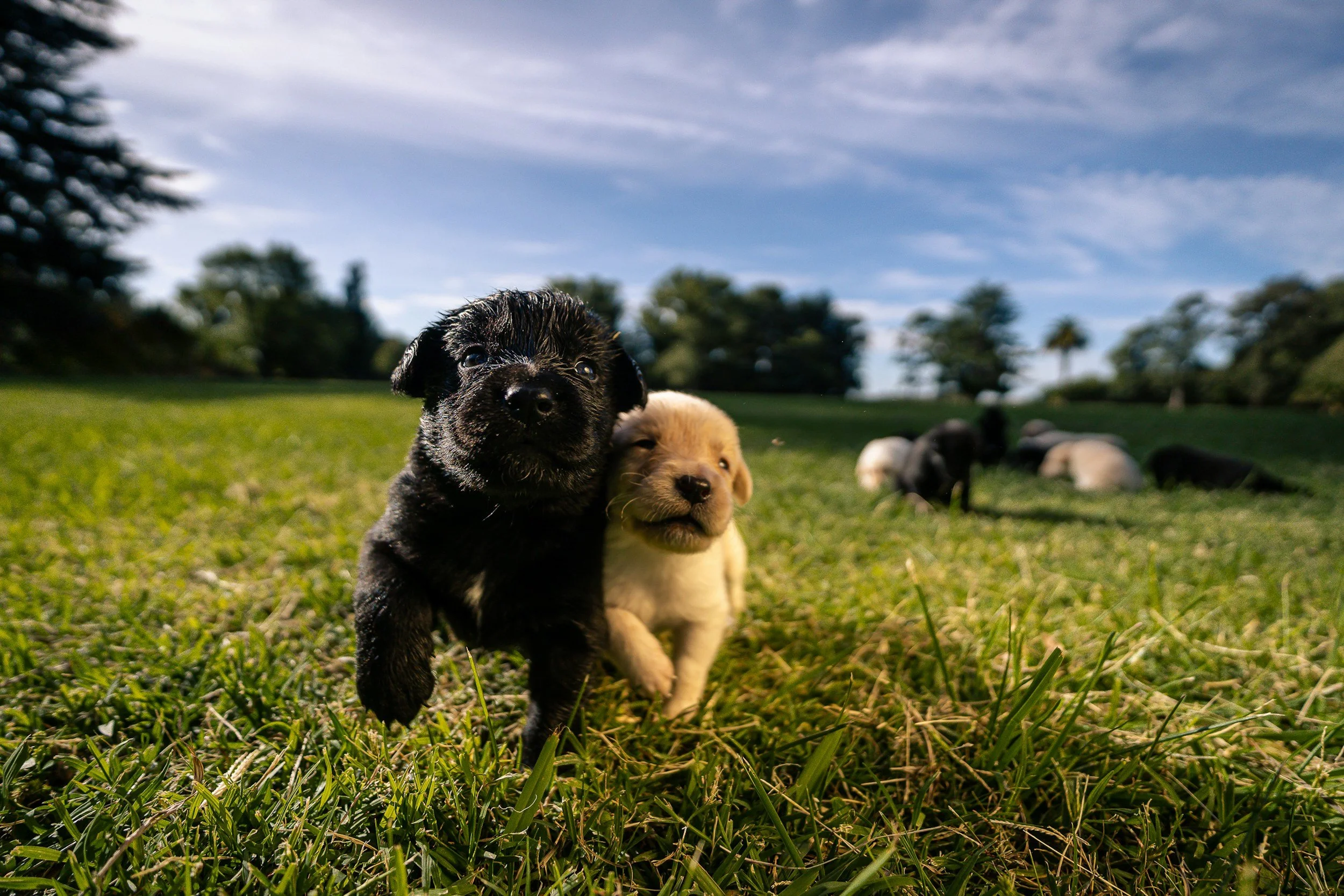 Several puppies running and playing on a grassy field under a blue sky with clouds.