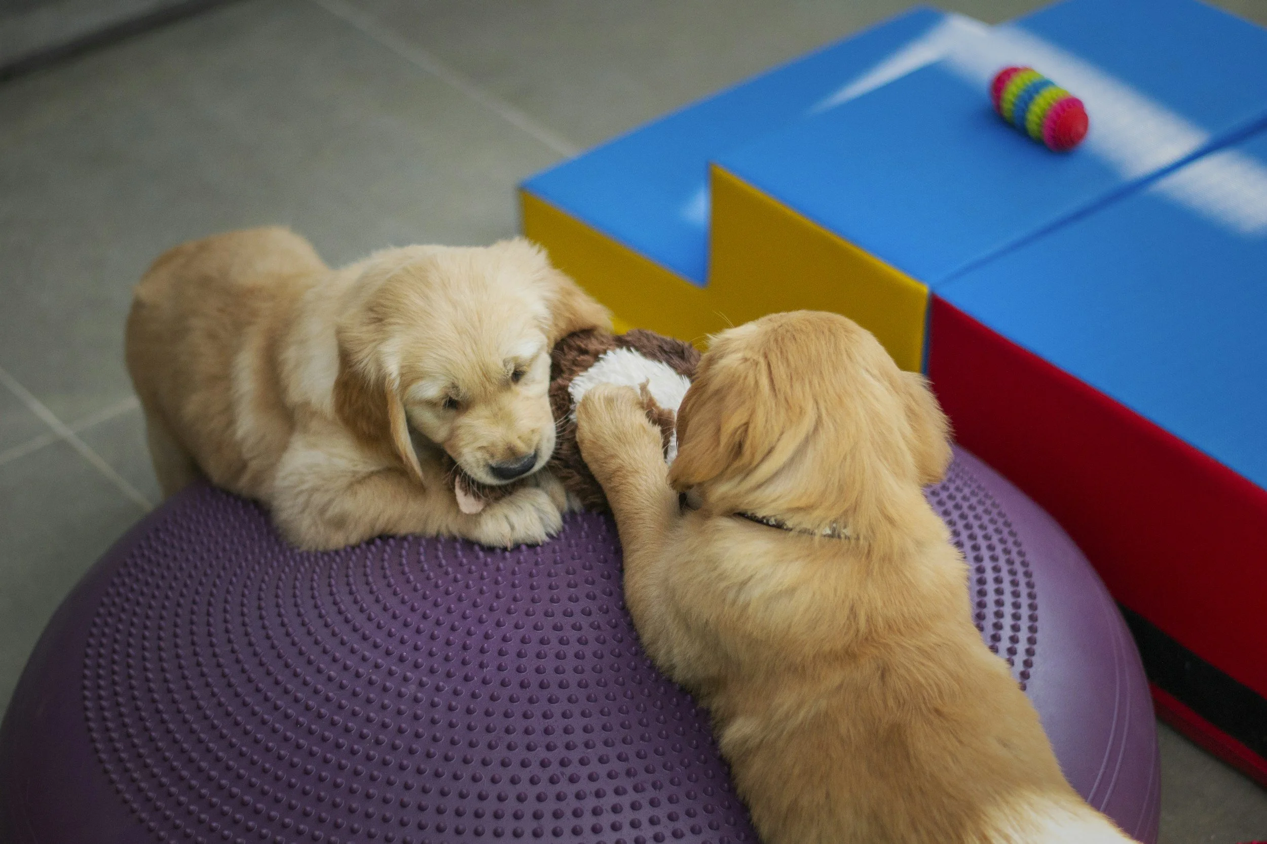 Two golden retriever puppies playing with a stuffed toy on a purple exercise ball in a playroom.