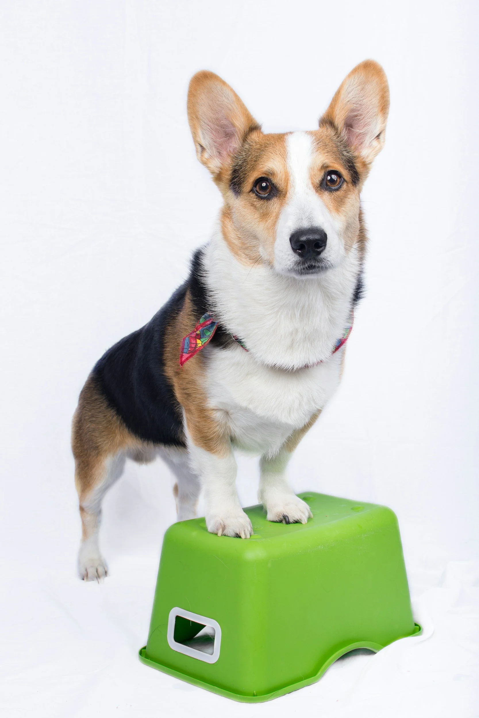 A dog with a black, white, and brown coat standing on a green step stool with a white background.