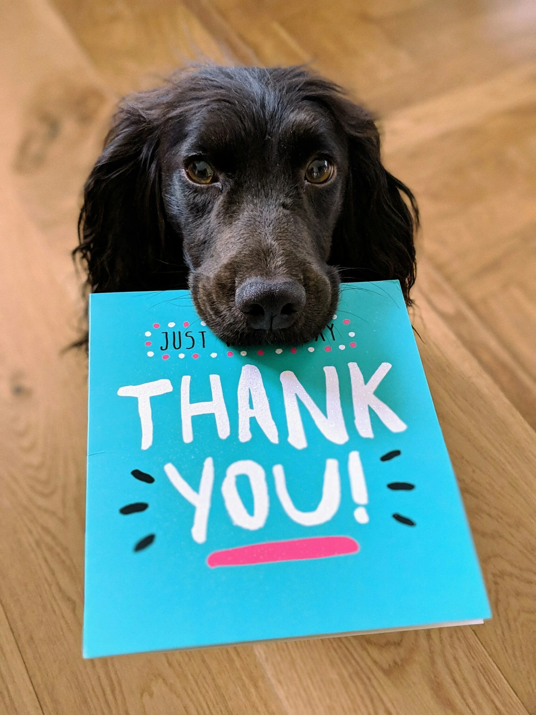 A black dog holding a blue thank you card in its mouth, on a wooden floor.