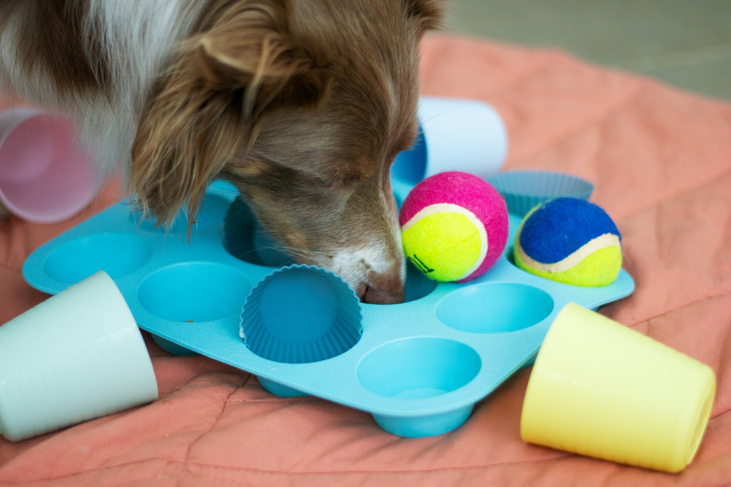 A dog sniffing colorful tennis balls on a blue silicone cupcake mold, surrounded by foam rollers and placed on a peach-colored blanket.