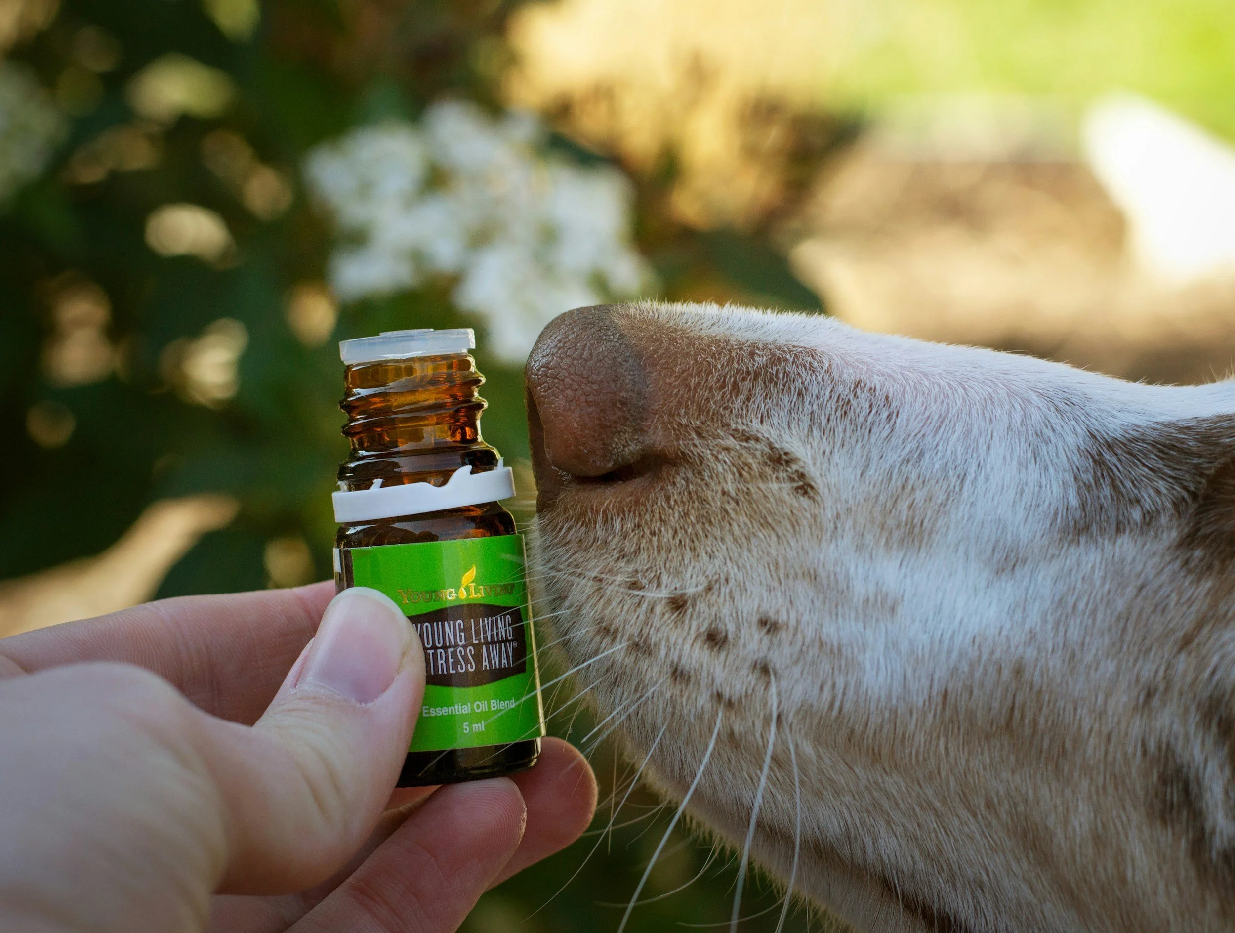 A person holding a small amber bottle labeled 'Young Living Essential Oil Blend' near the nose of a light-colored dog with a background of greenery.