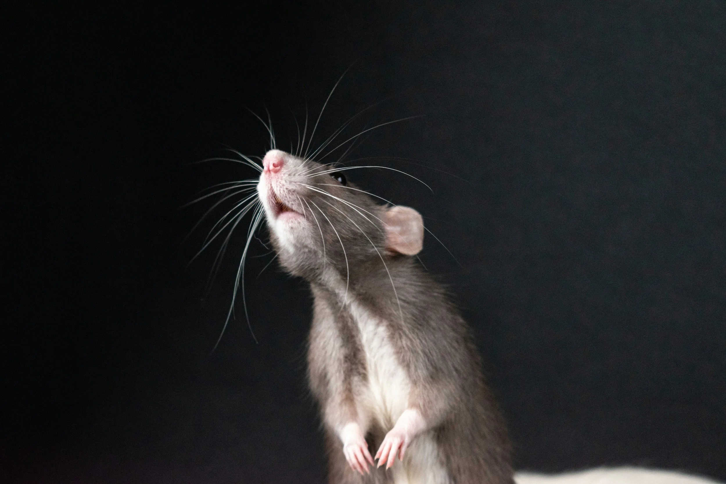 Close-up of a gray and white rat with long whiskers, pink nose, and ears against a black background.