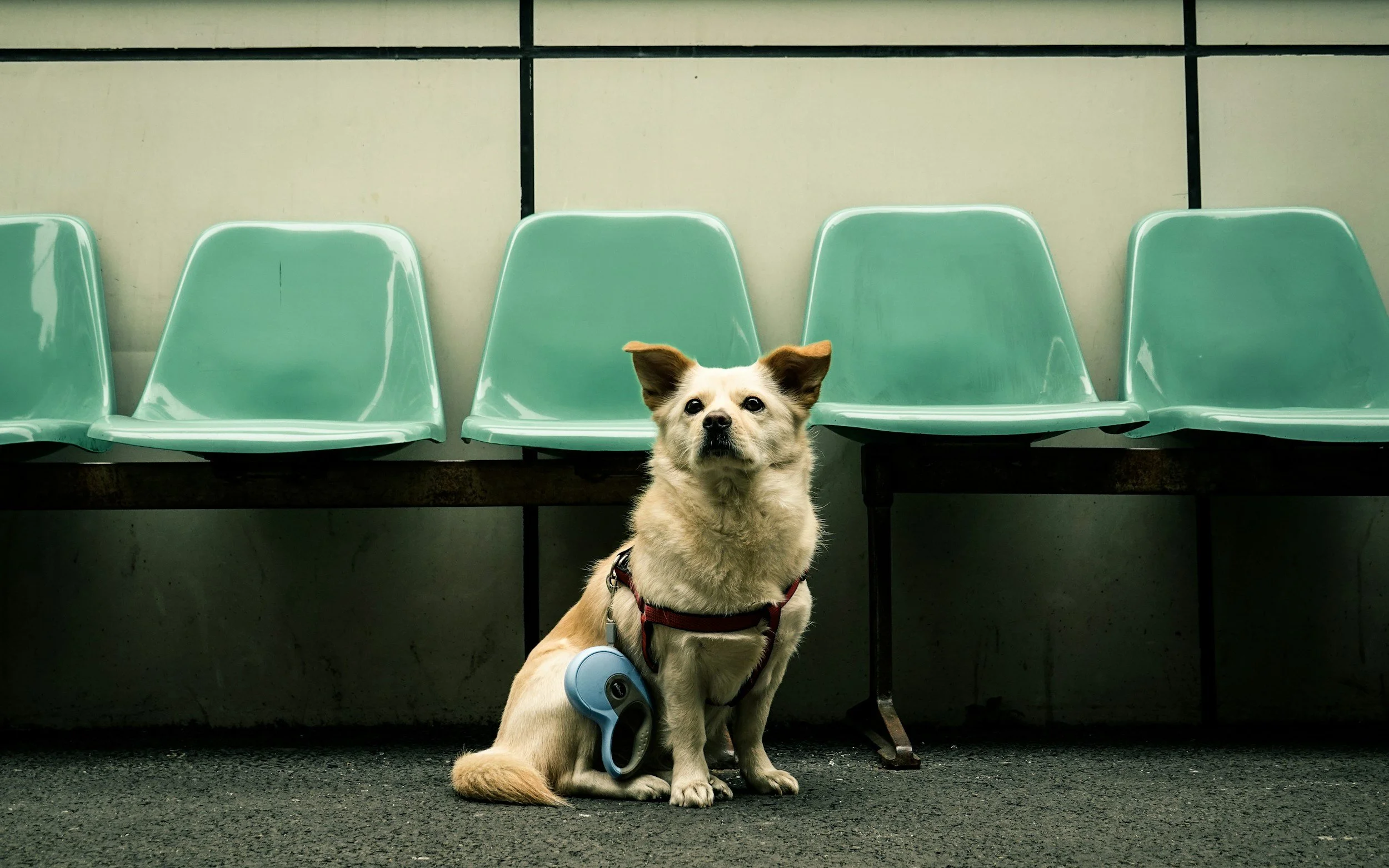A service dog wearing a harness and a small backpack sits in front of empty teal plastic seats on a subway platform.
