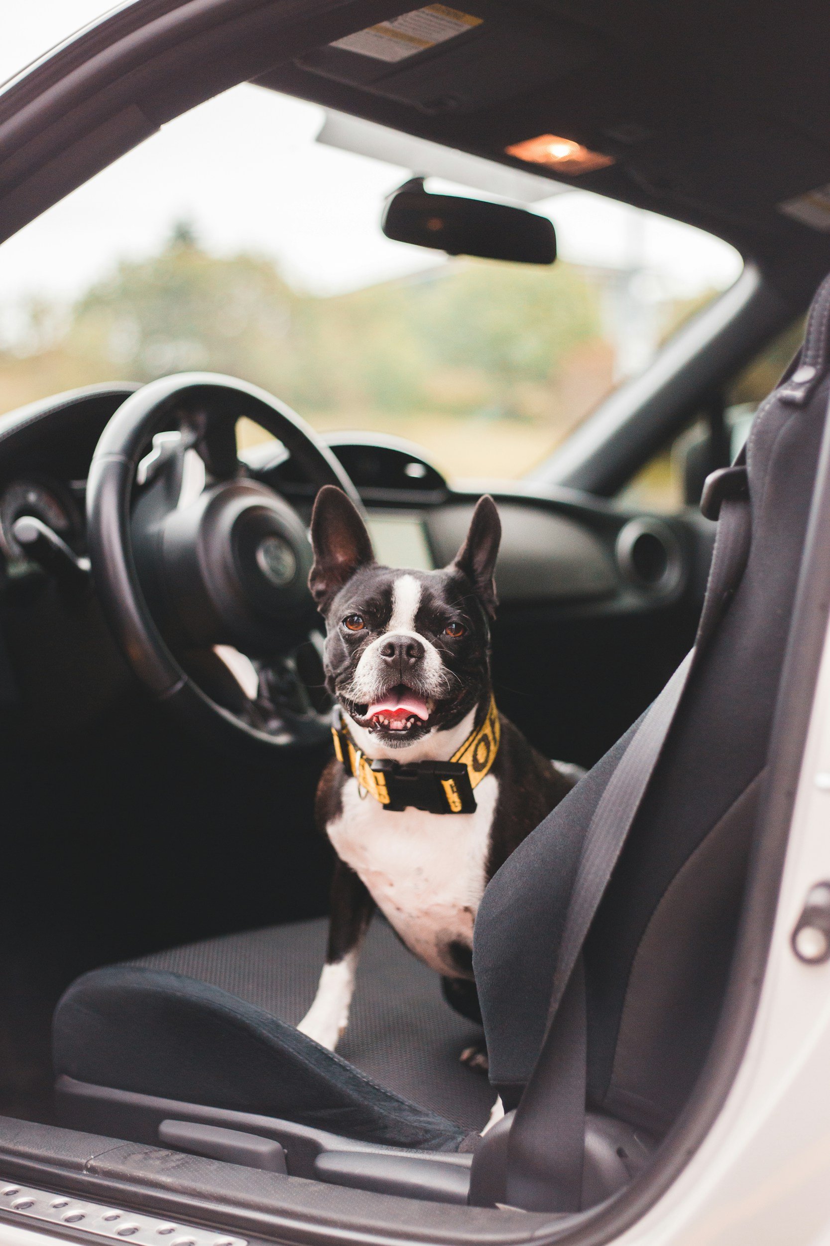 A black and white Boston Terrier dog sitting on the passenger seat of a car, with a yellow collar and seatbelt buckle, smiling with its tongue out.