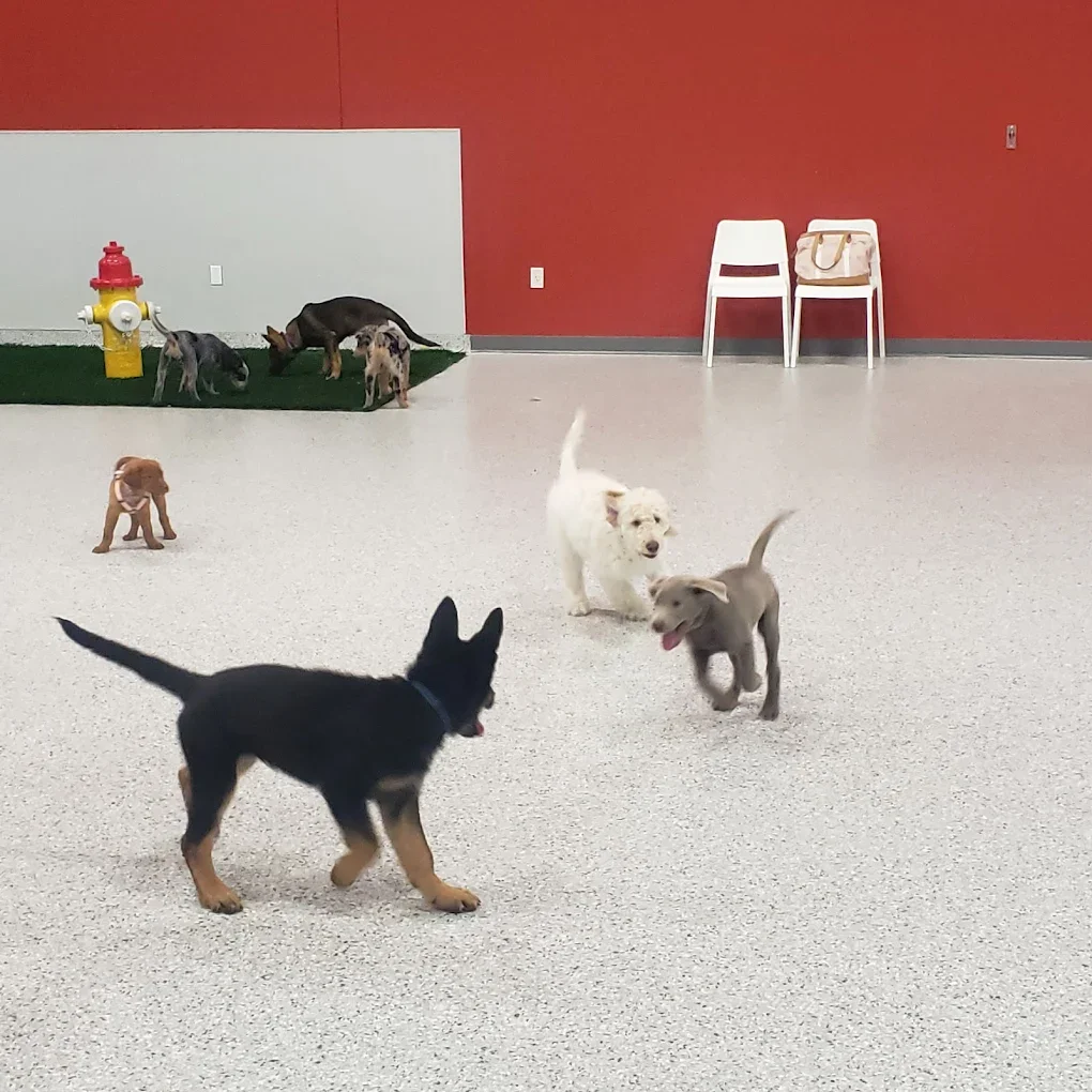 🐾NEW! Indoor Supervised Group Play 🐾