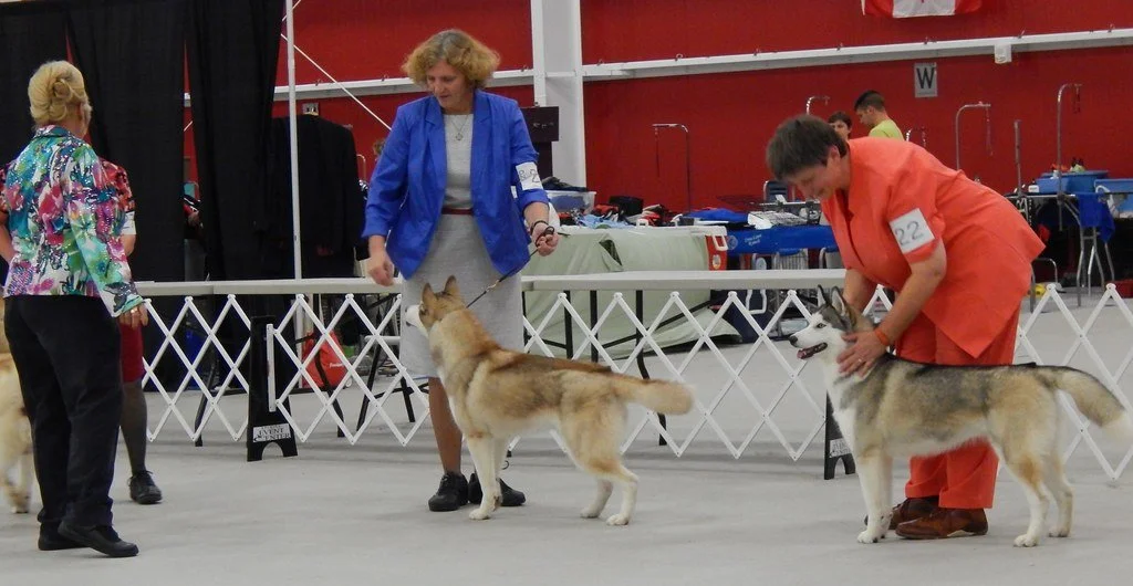 Two women and two dogs in a conformation show ring at a dog competition, with people and equipment in the background.