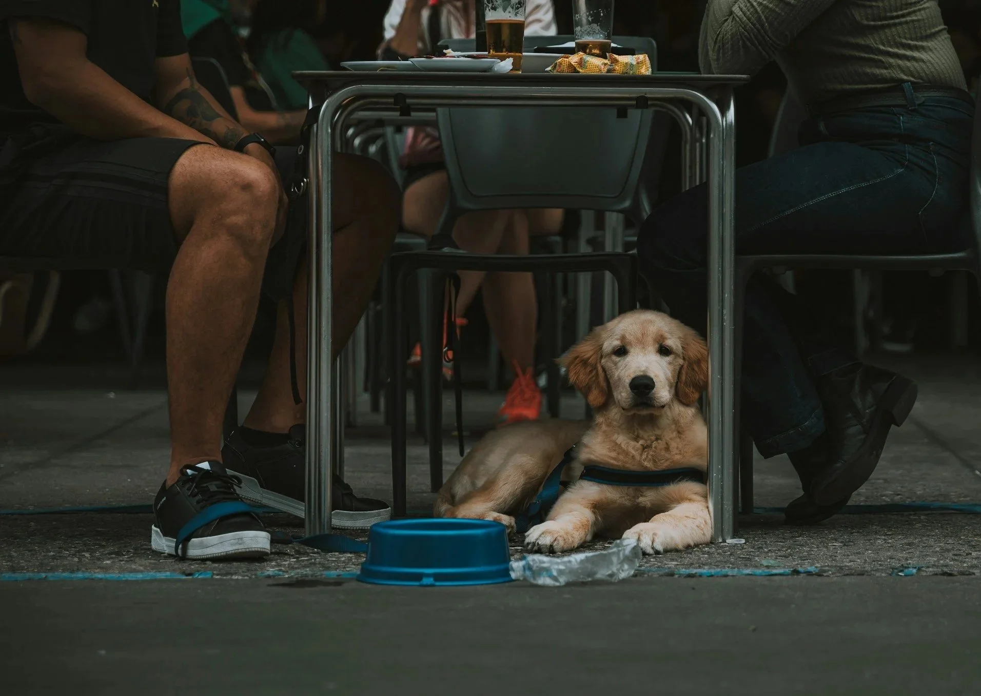 A golden retriever puppy lying under a table at a social gathering, with a blue food bowl and a plastic water bottle nearby, surrounded by people sitting at tables.