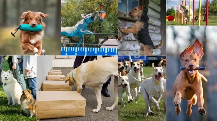 A collage of various sport dogs involved in different activities, including fetching, jumping, and playing, with some dogs in outdoor settings and others near obstacles.