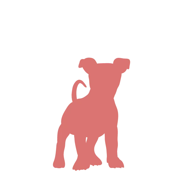 Silhouette of a dog standing on all fours with a short tail and perky ears.