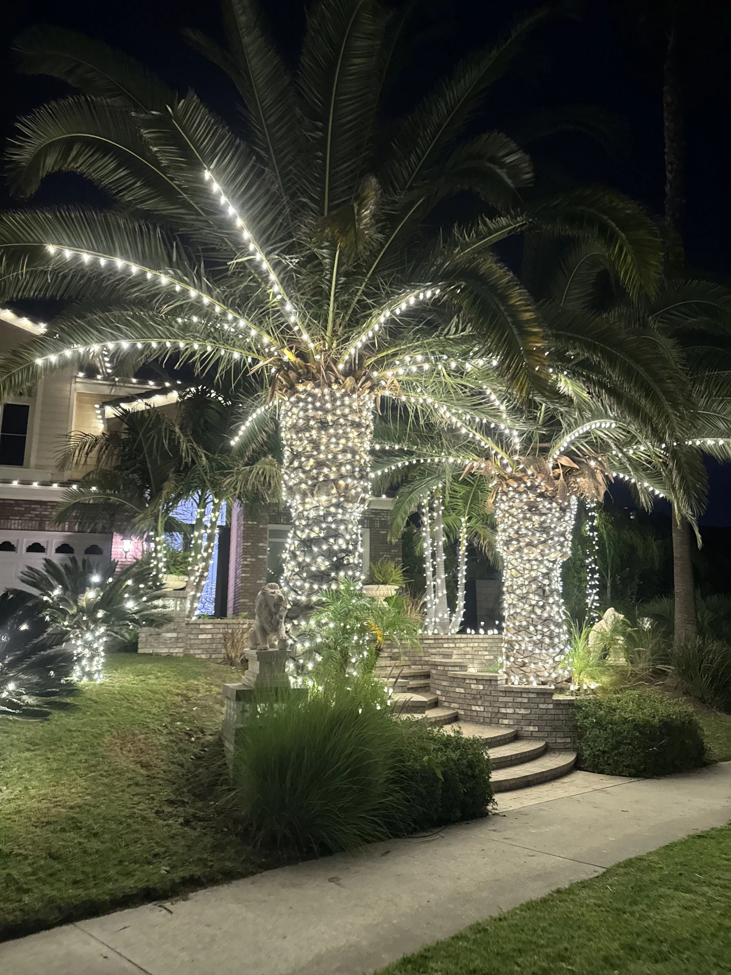 Palm Tree Wraps