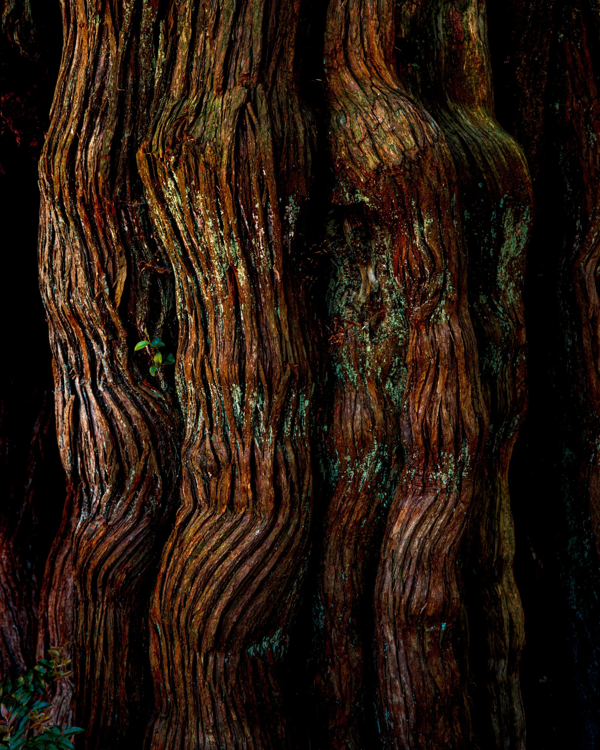 OregonE100Textures-3.jpg