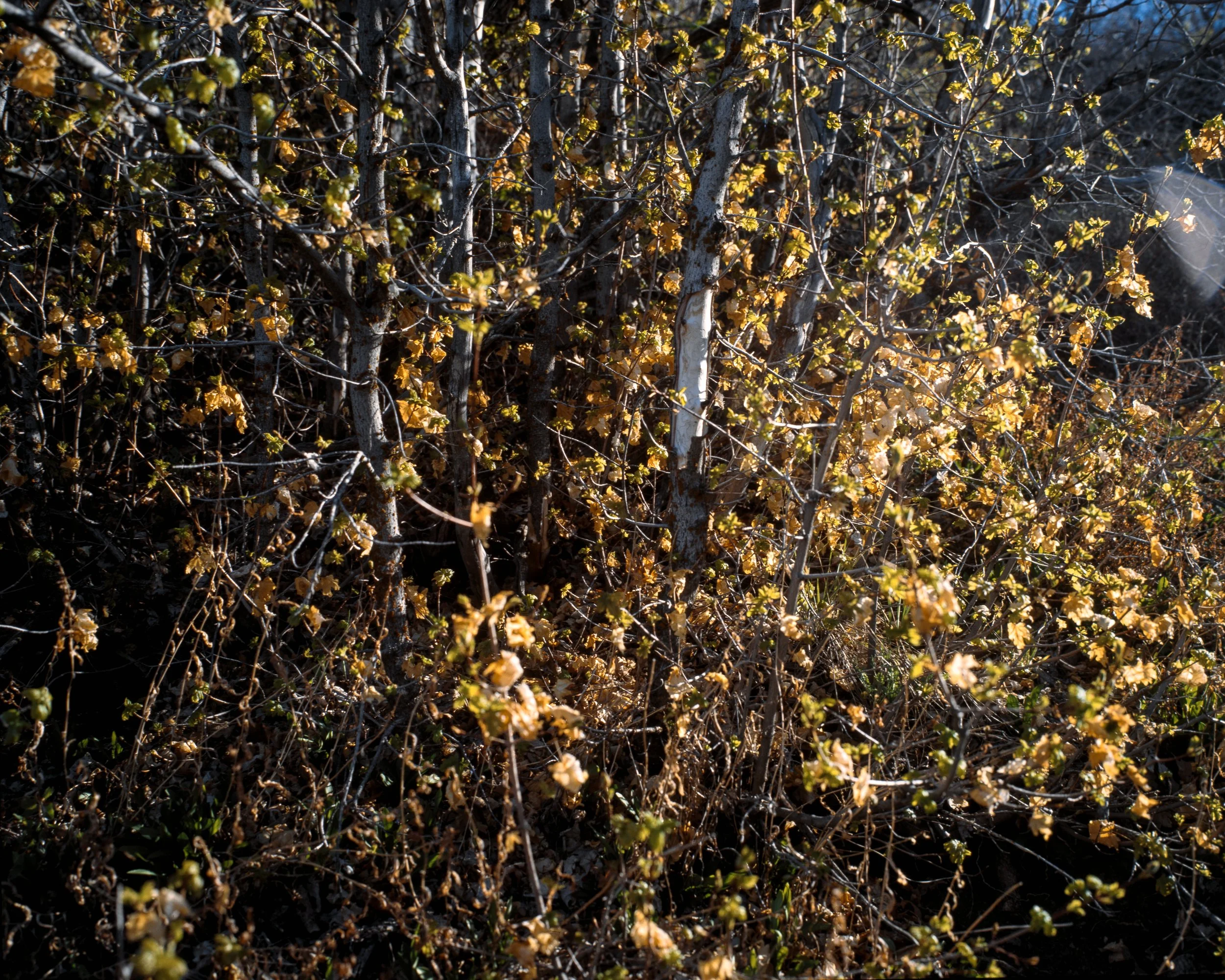 260516 Kodak Ektachrome E100 Compressed-5.jpg