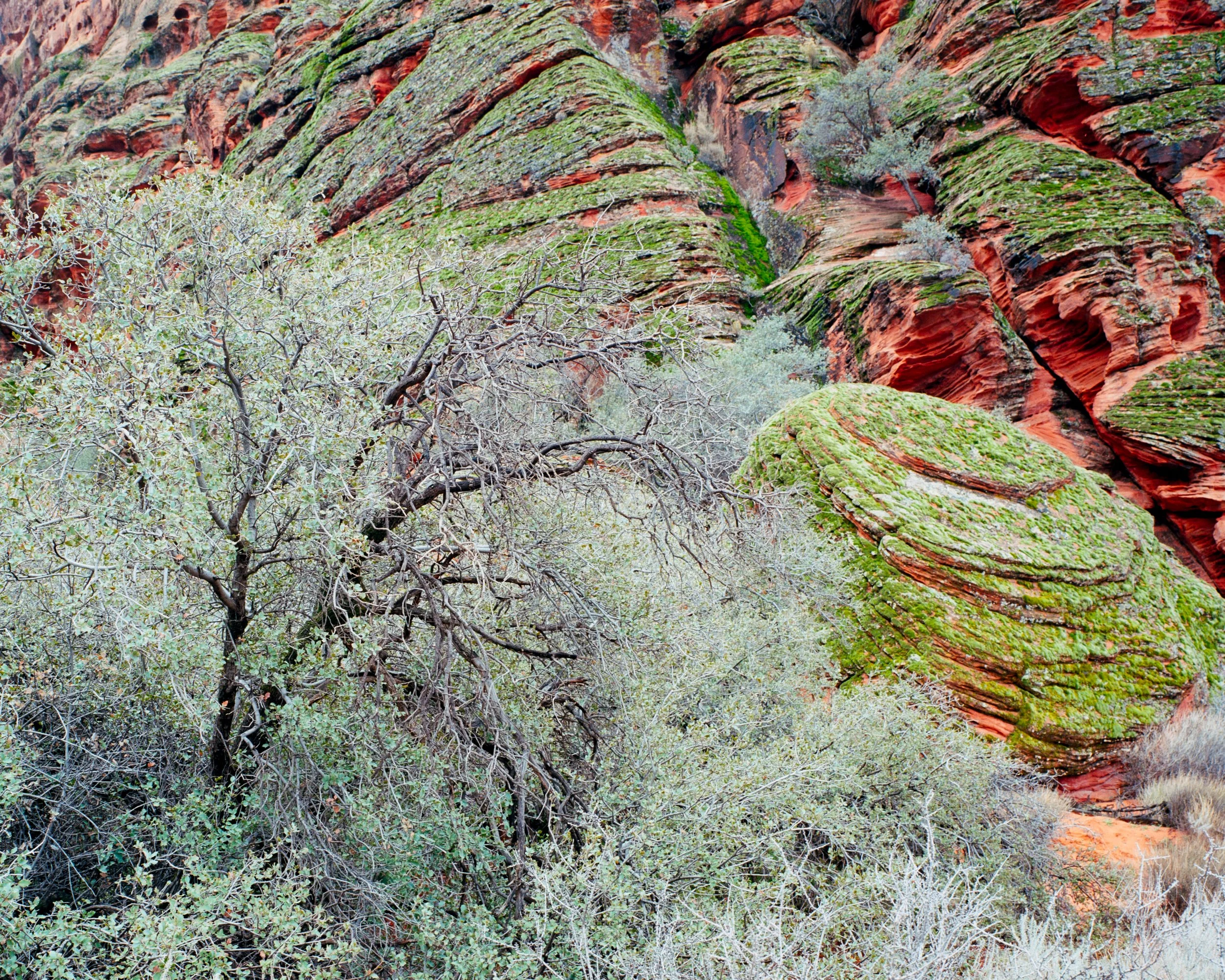 Mamiya Ektar Compressed-5.jpg