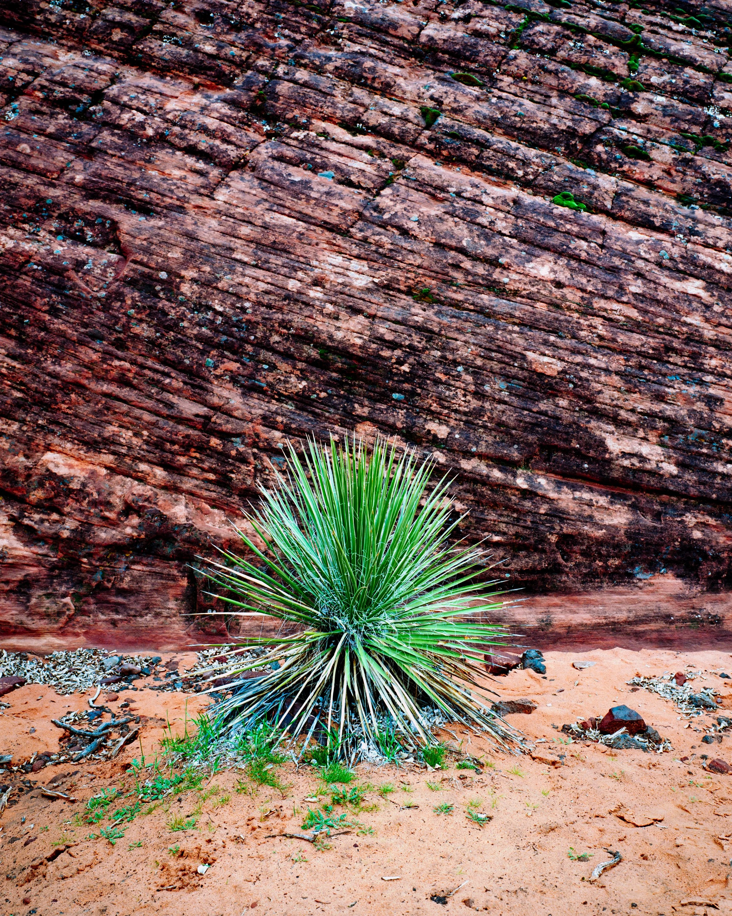 Mamiya Ektar Compressed-6.jpg