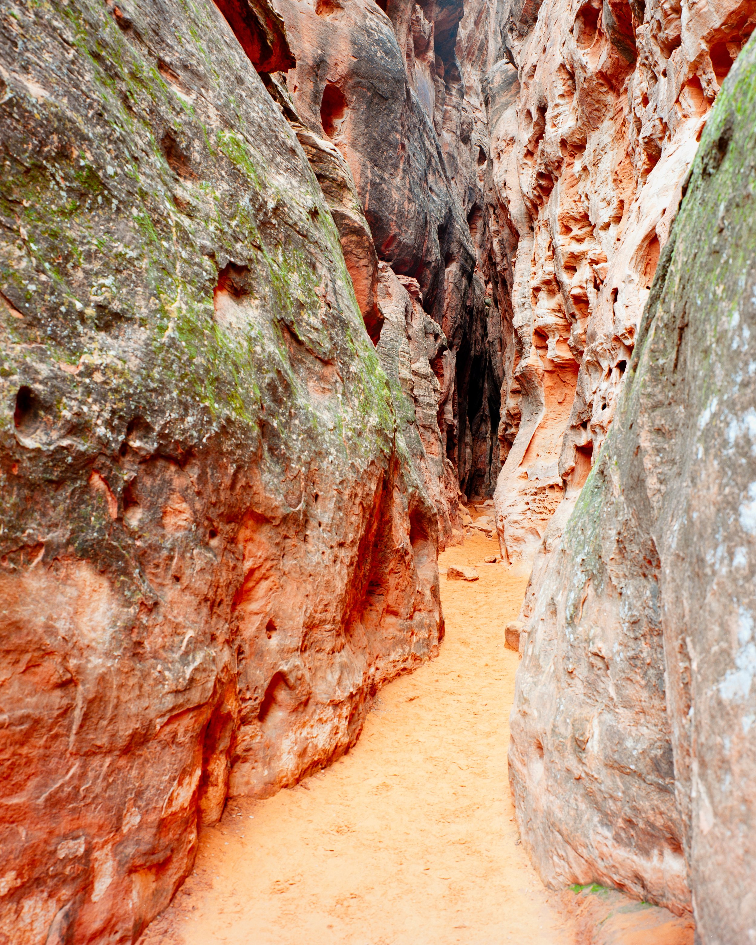 Mamiya Ektar Compressed.jpg