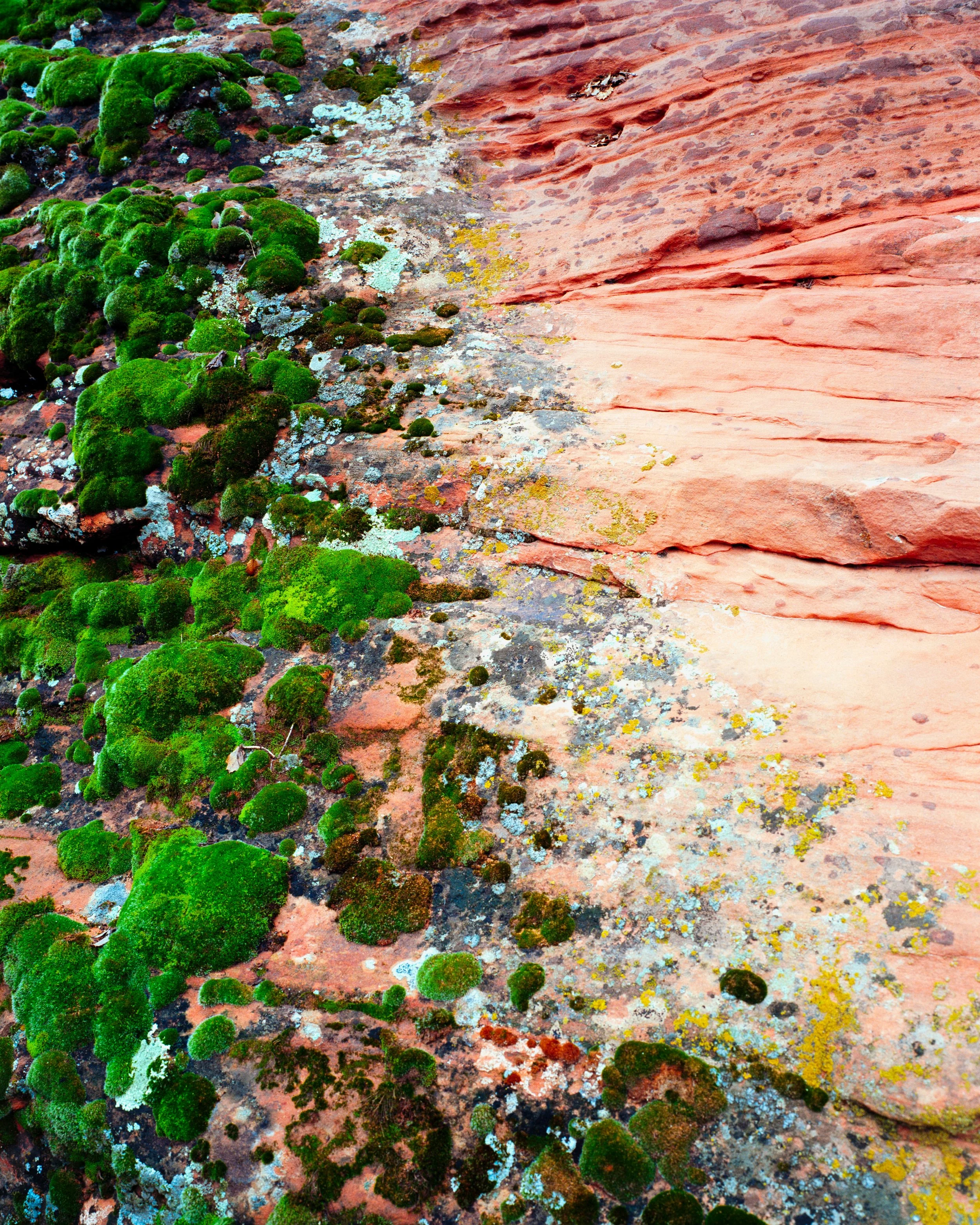 Mamiya Ektar Compressed-4.jpg