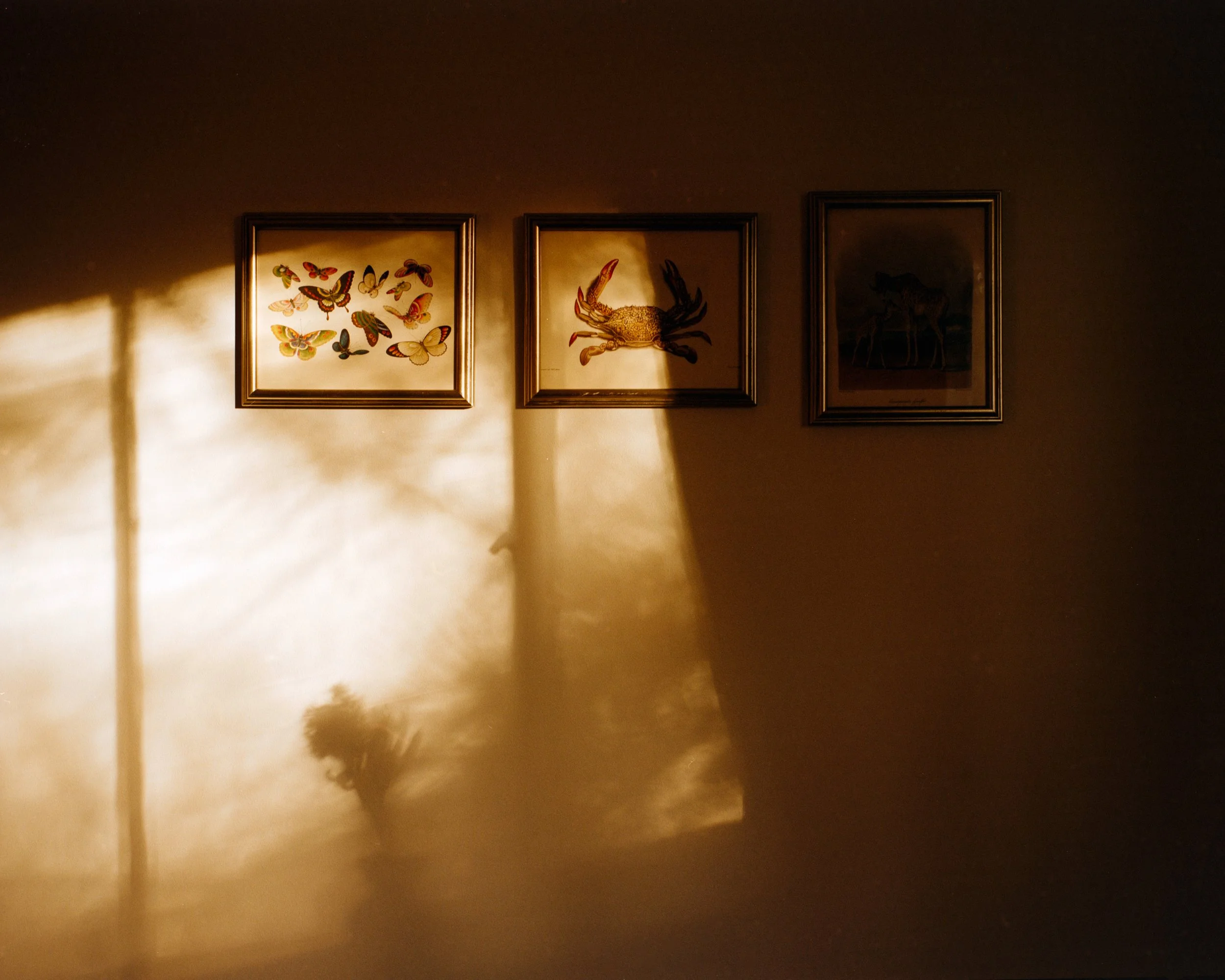 Squarespace Gold-3.jpg