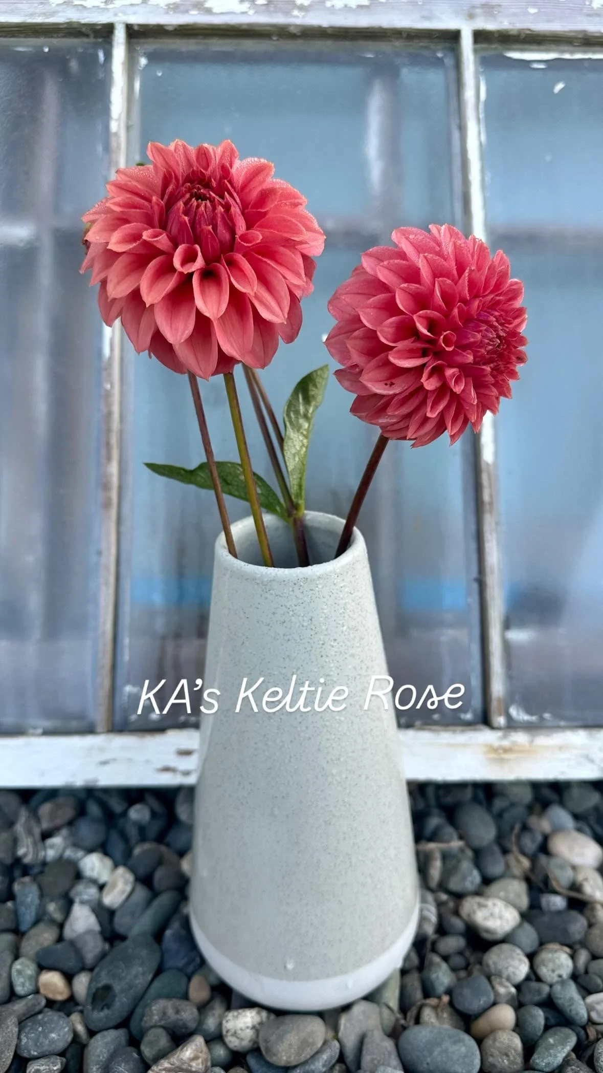 KAs Keltie Rose