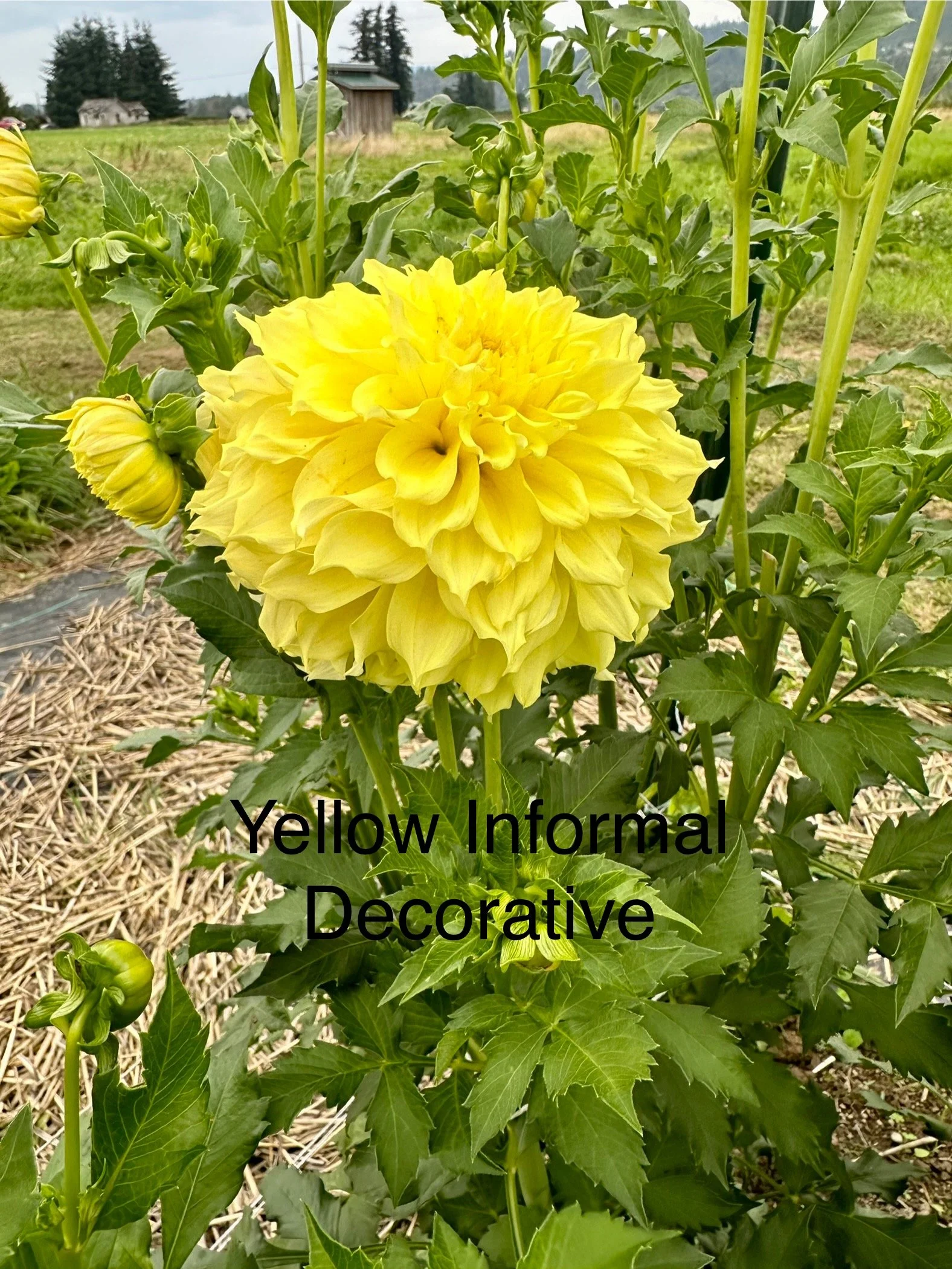 mystery informal yellow decorative