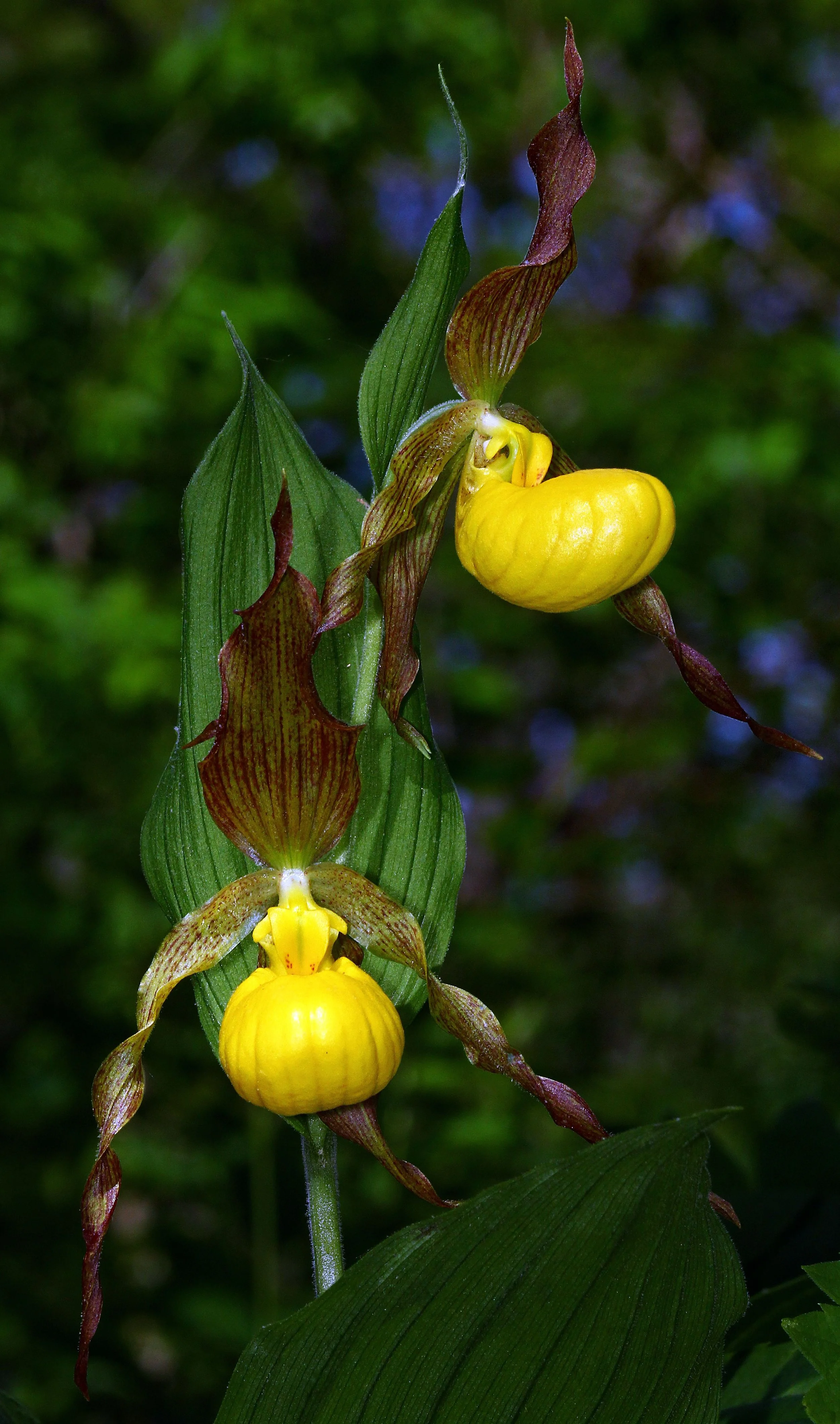 Yellow lady’s-slipper orchids blooming in a woodland.