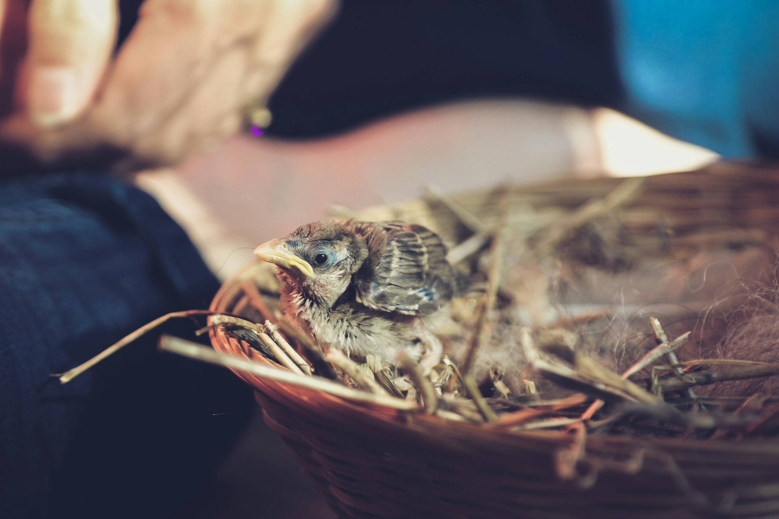 Young songbird resting in a small nest while being examined.