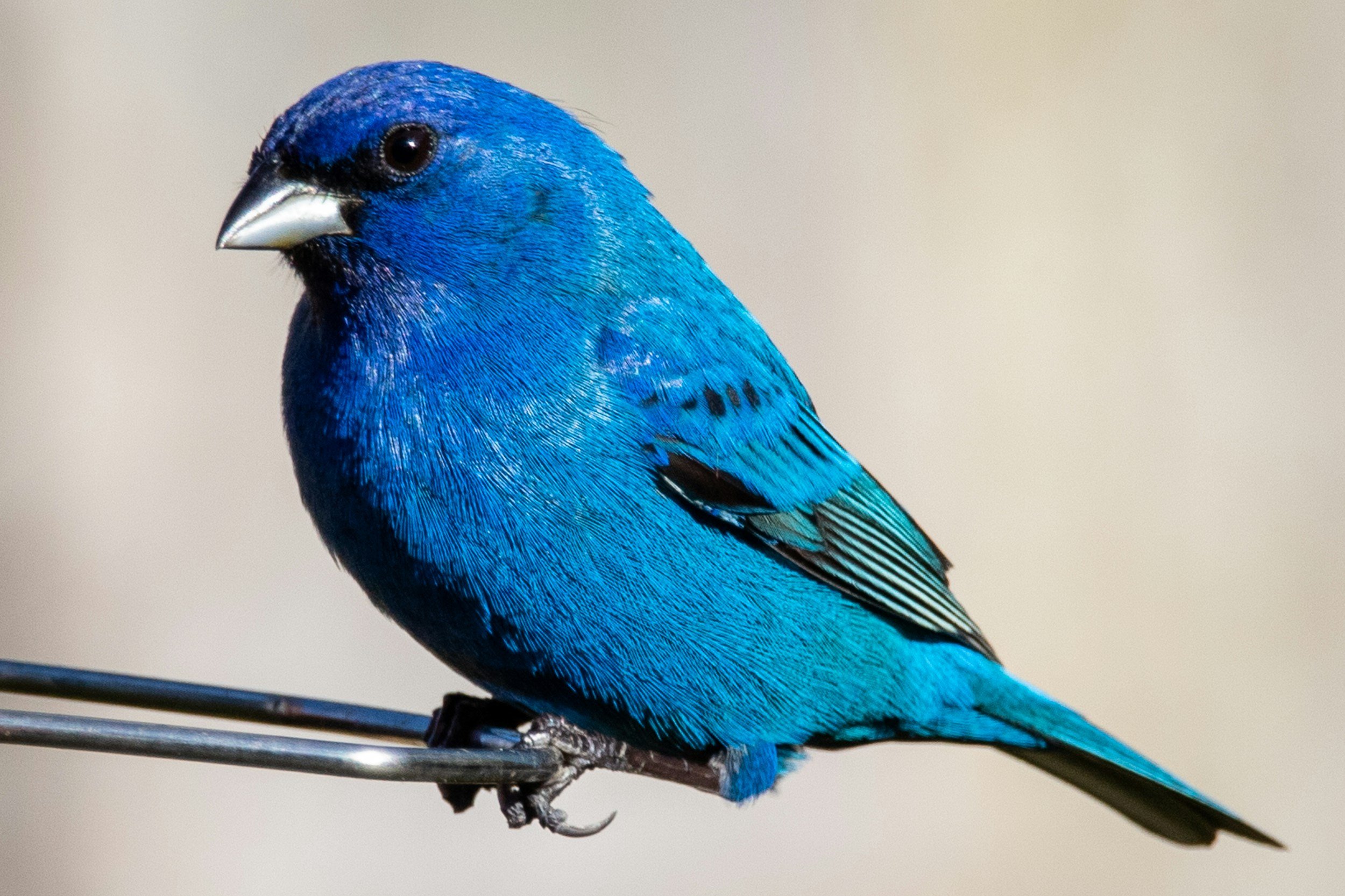 Adult male indigo bunting perched on a metal rail.