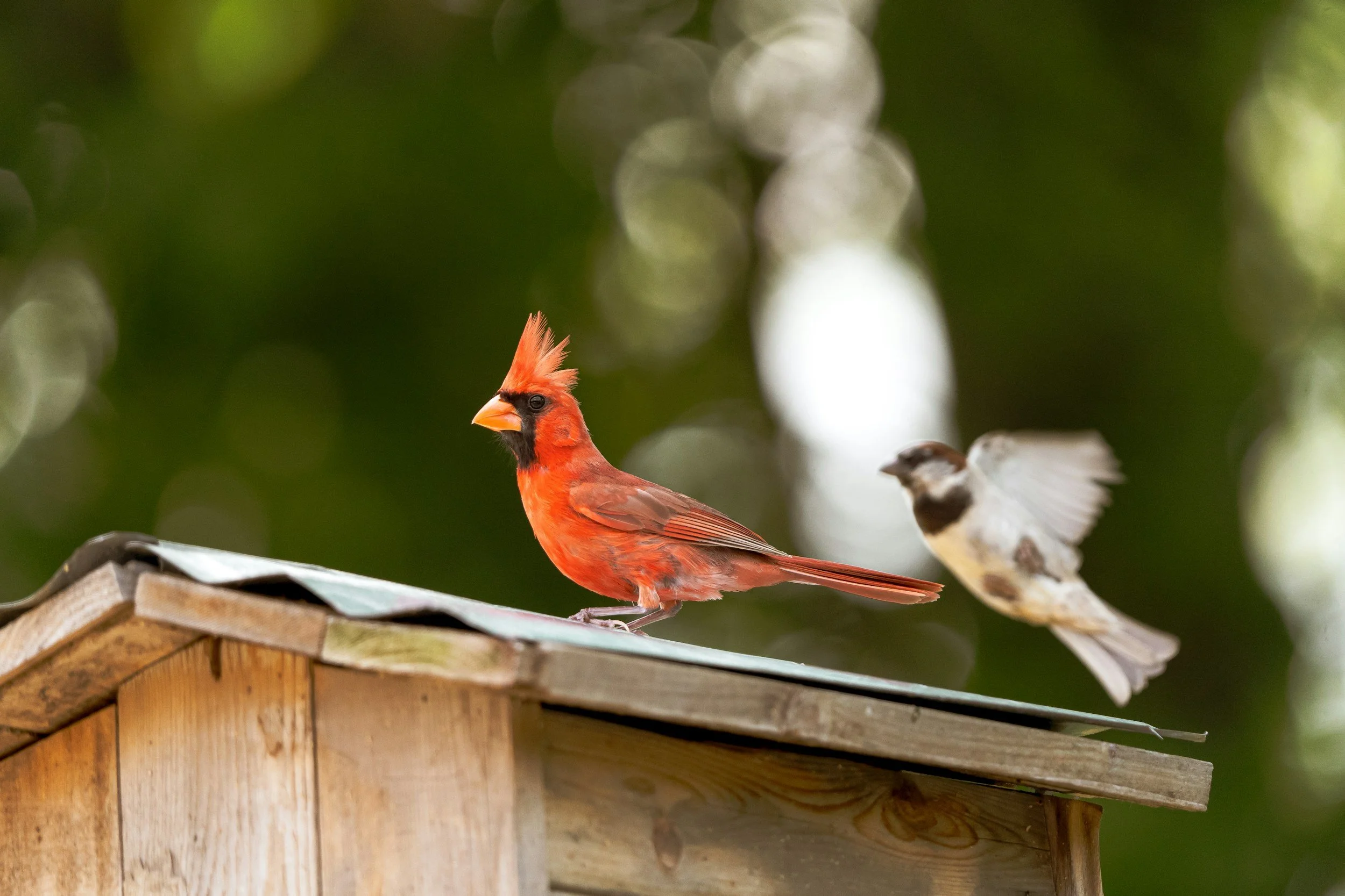 Northern cardinal and chickadee visiting a backyard feeder.