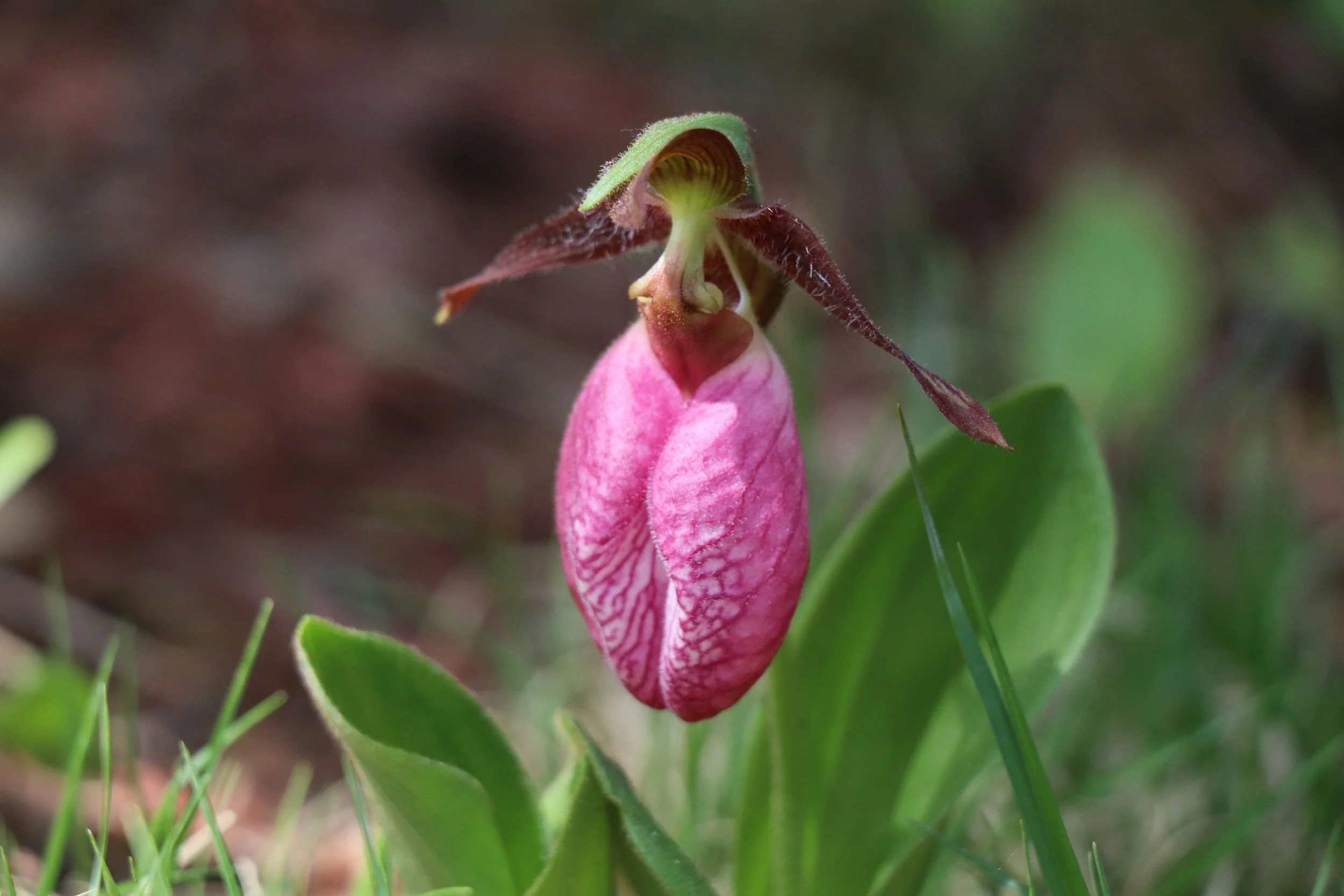 Pink lady’s-slipper orchid blooming in a woodland.
