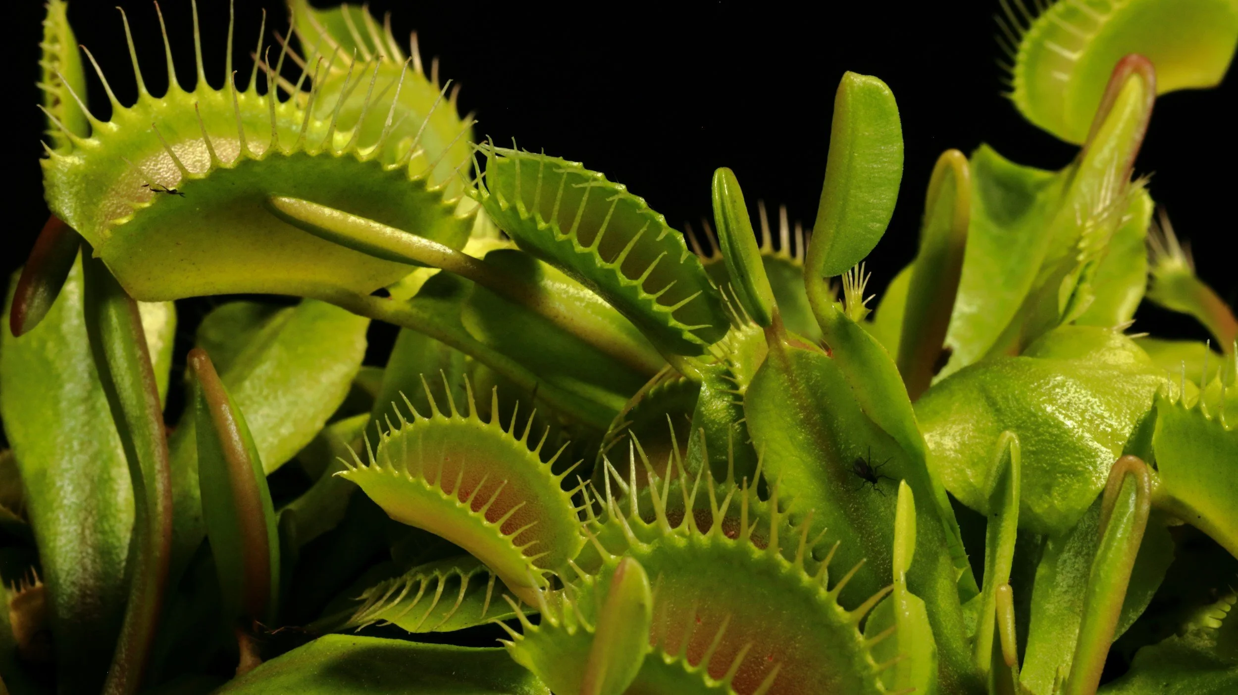 Cluster of green Venus flytraps against a dark background.