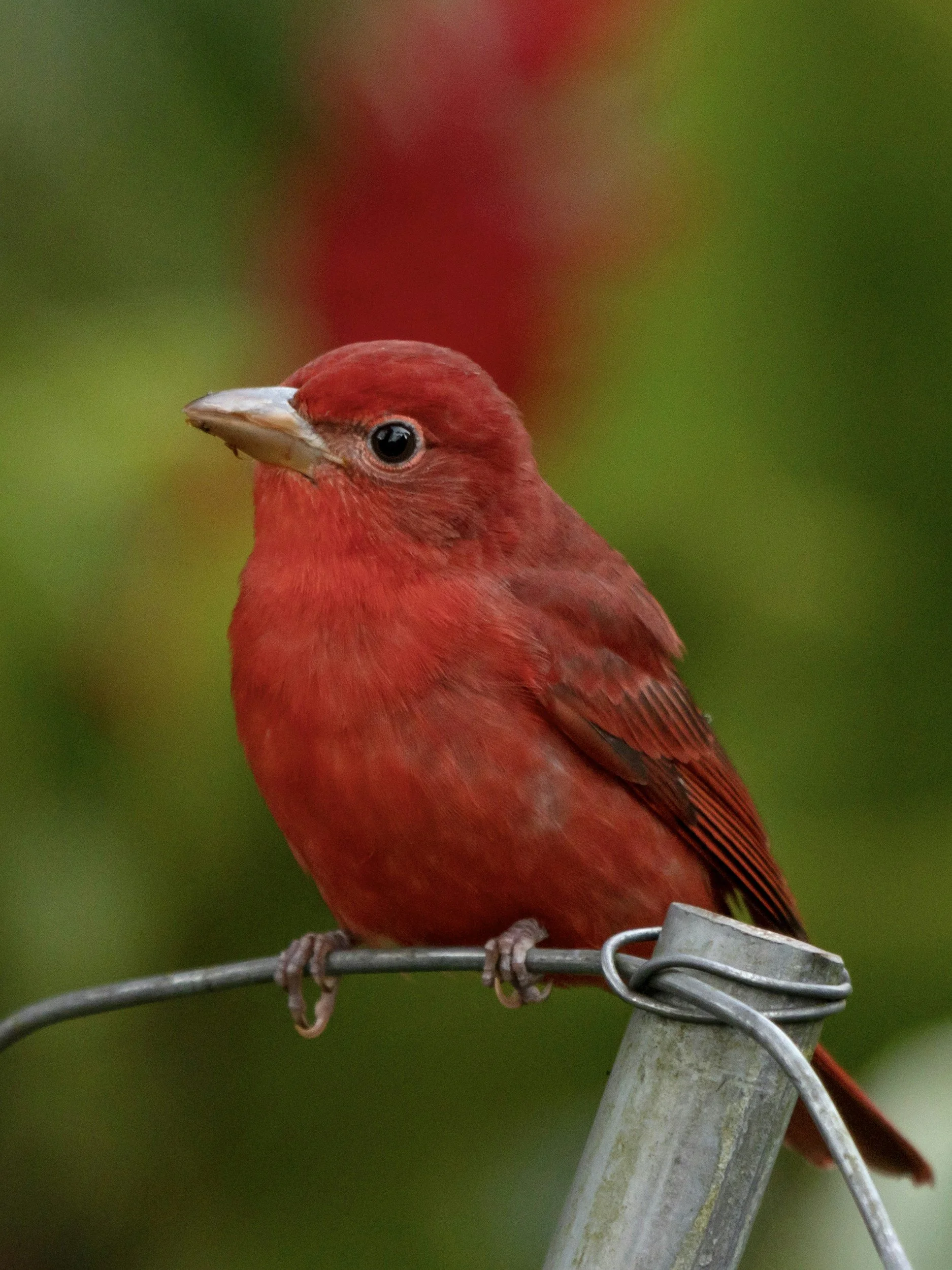 Adult male summer tanager perched outdoors.
