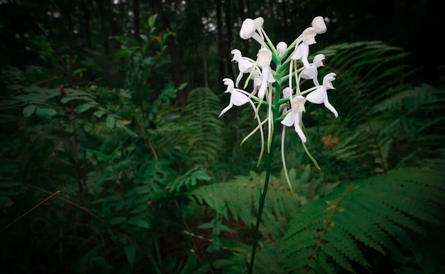 White native orchid blooming among woodland ferns.