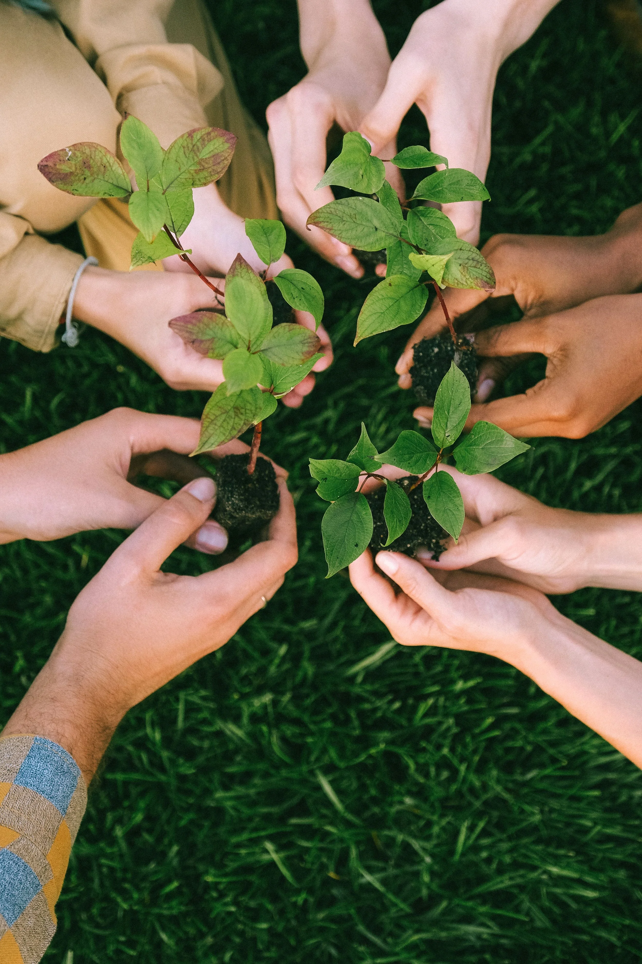 Several people holding young plants together over grass.