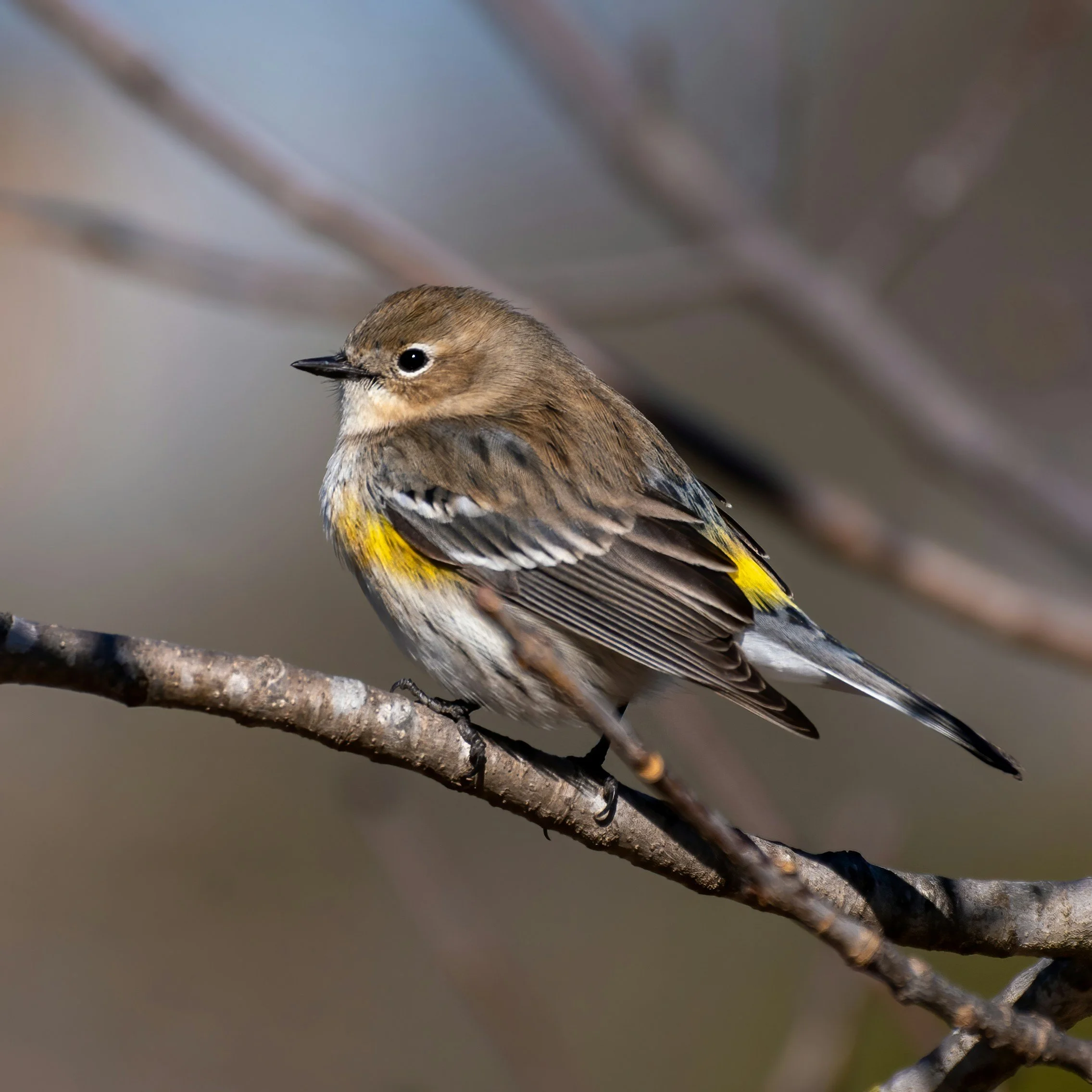 Small songbird with yellow markings perched naturally on a tree branch.